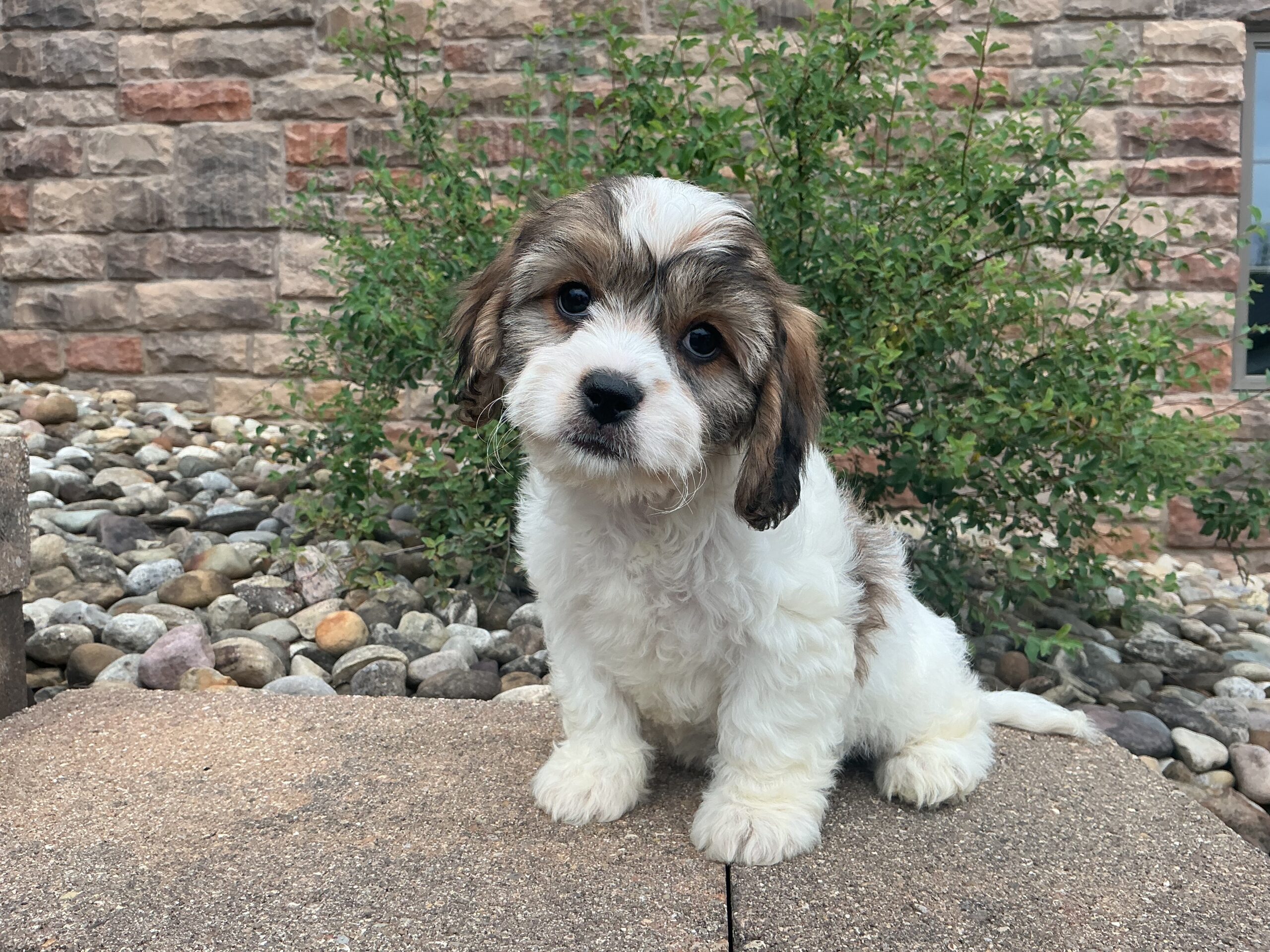 Ms. Karma the Cavachon