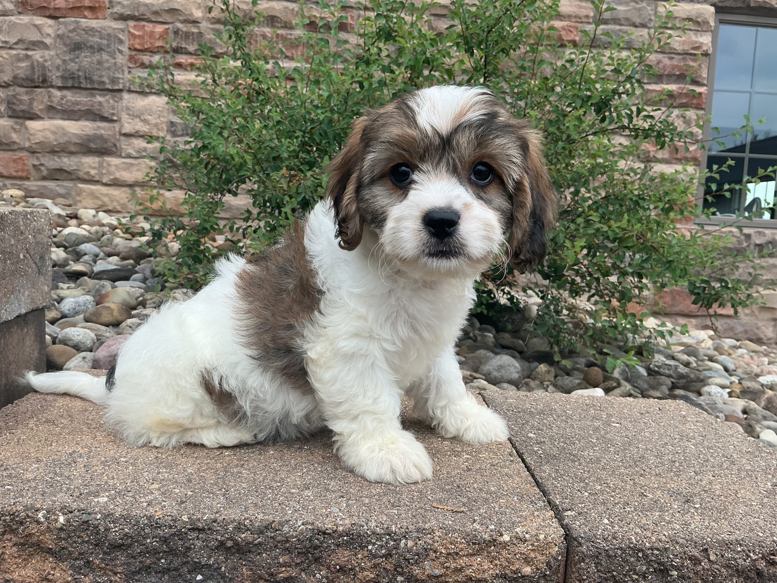 Ms. Karma the Cavachon - Image 2