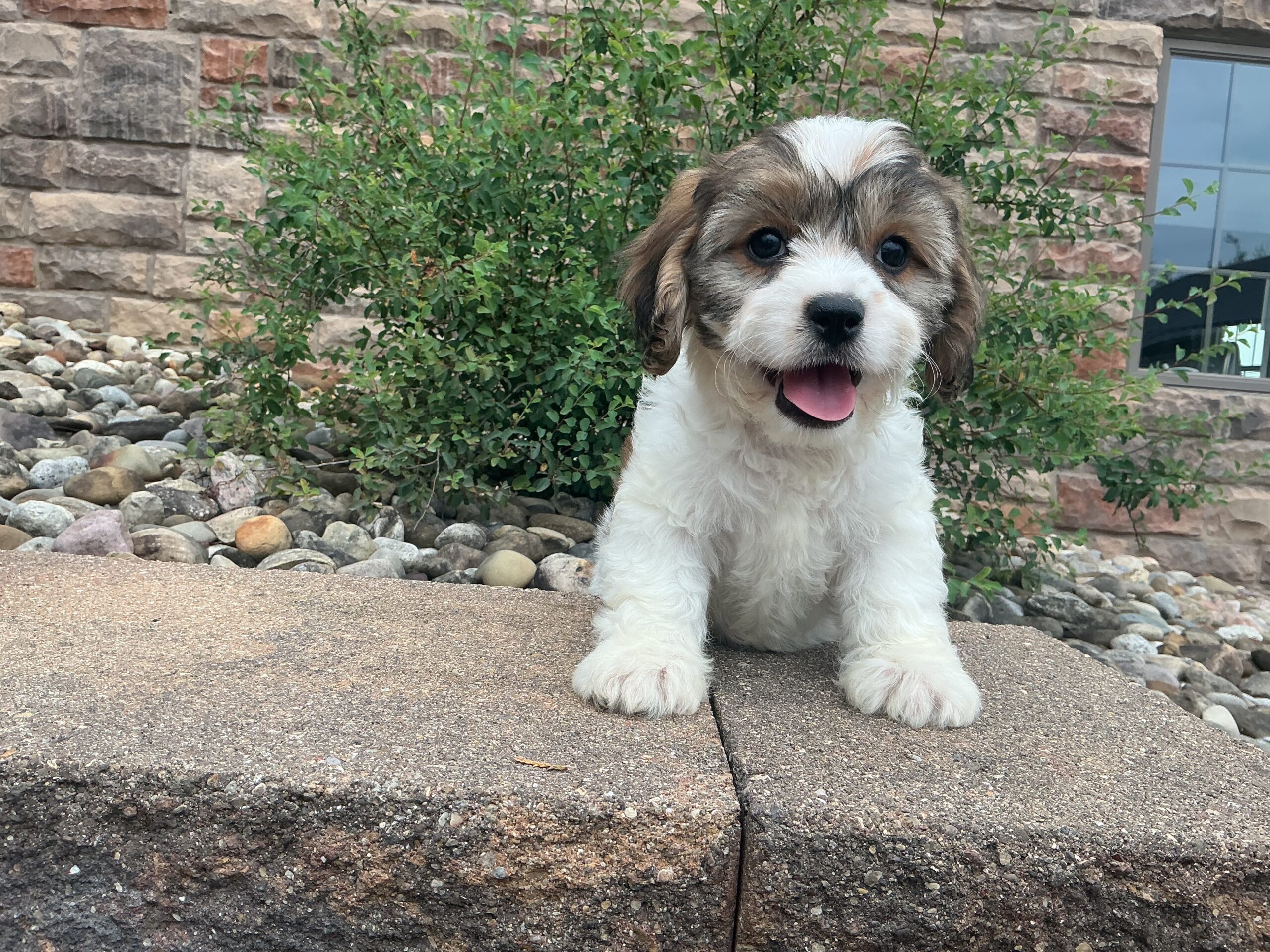 Ms. Karma the Cavachon - Image 3