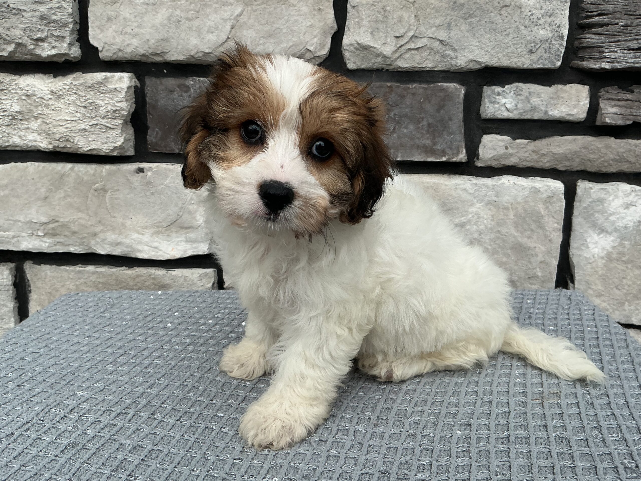 Ms. Annie the Cavachon