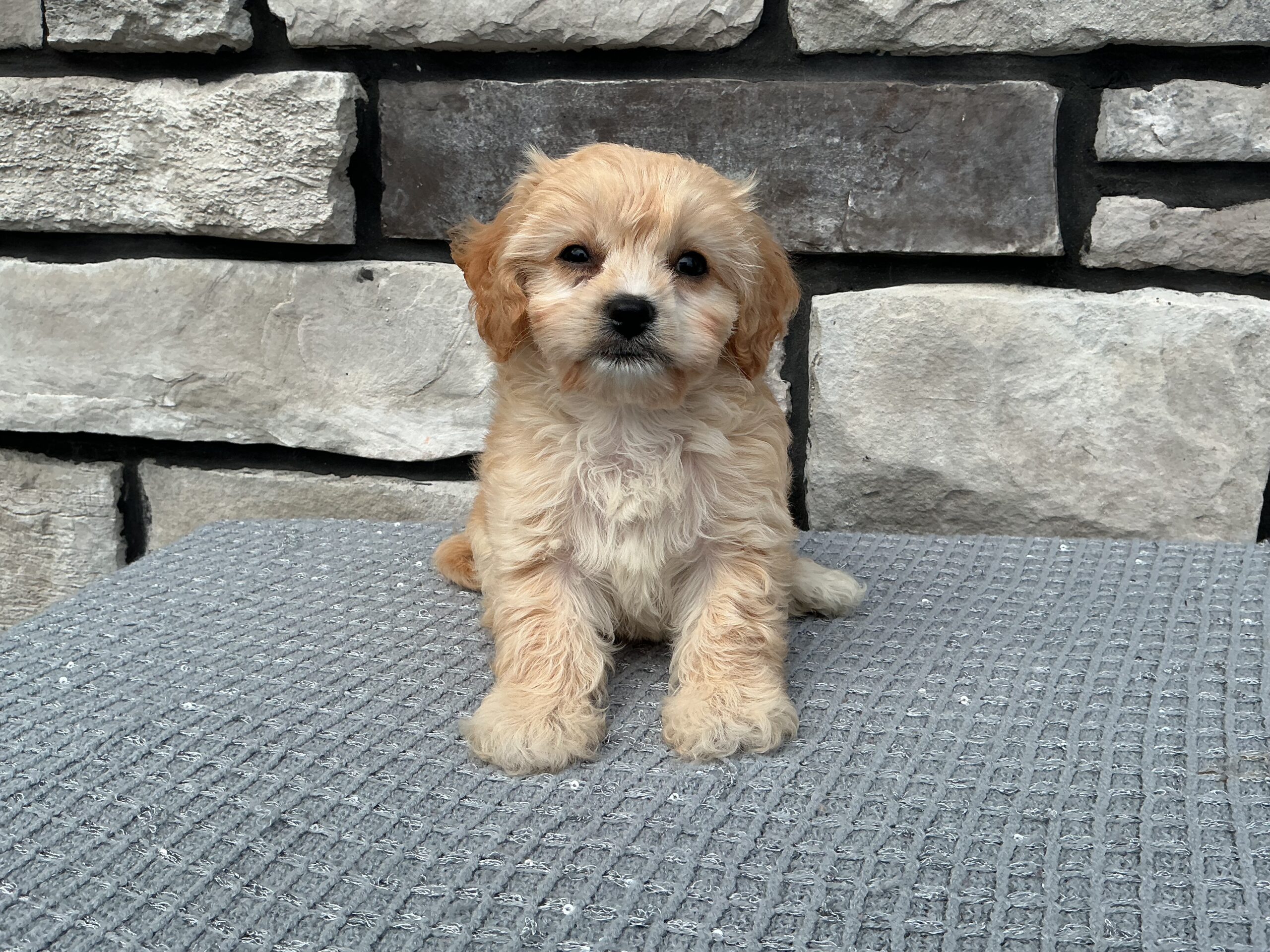 Ms. Sierra the Cavachon - Image 2
