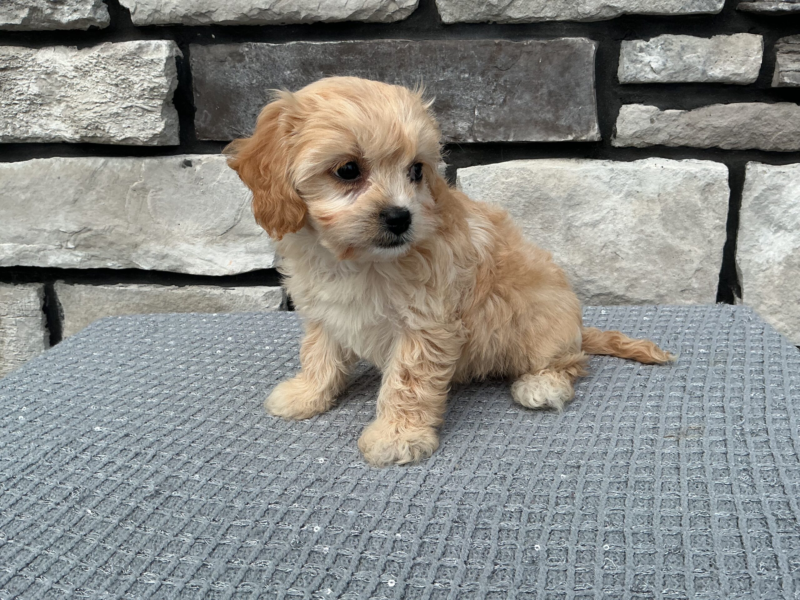 Ms. Sierra the Cavachon - Image 3