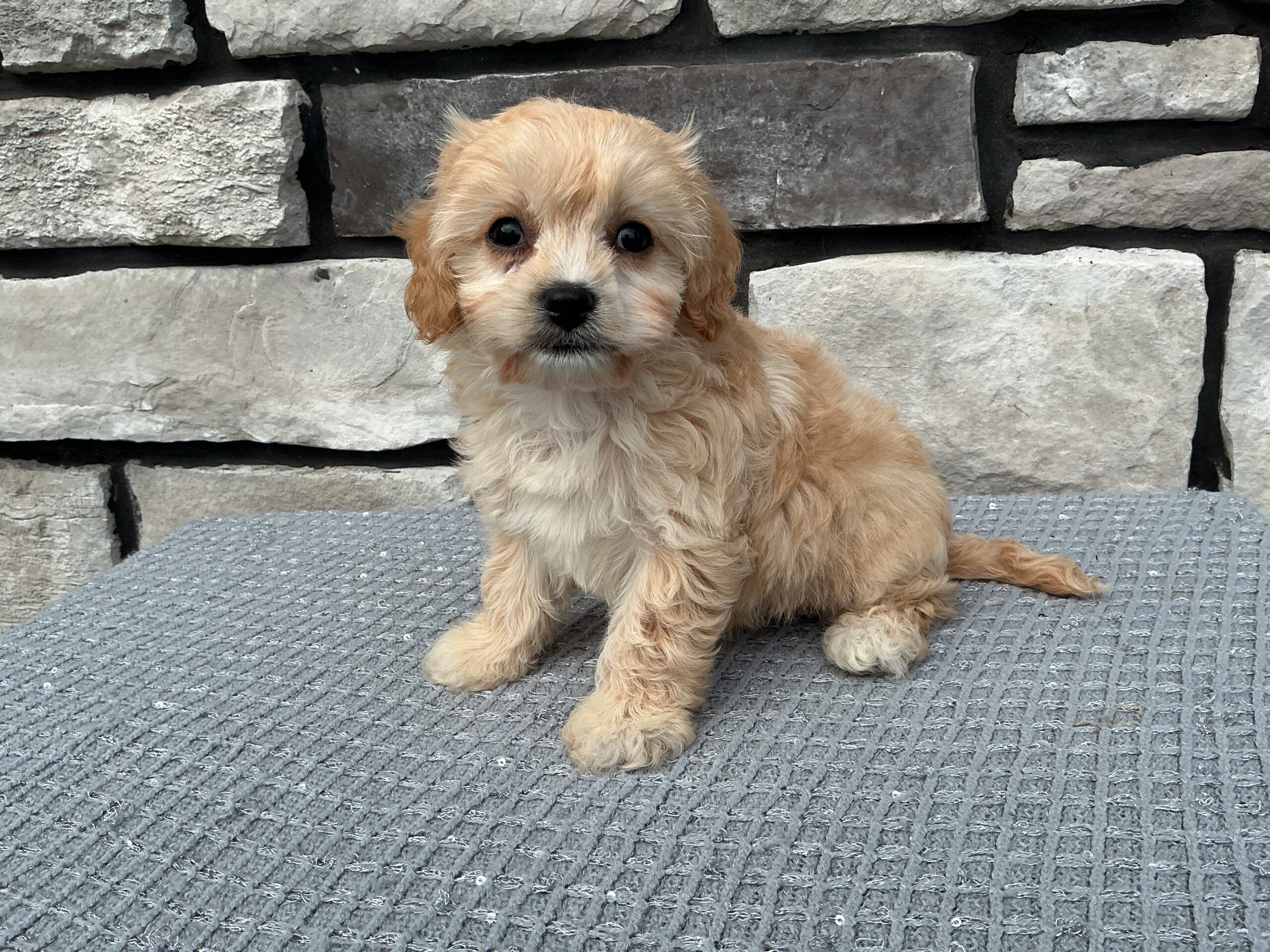 Ms. Sierra the Cavachon - Image 5