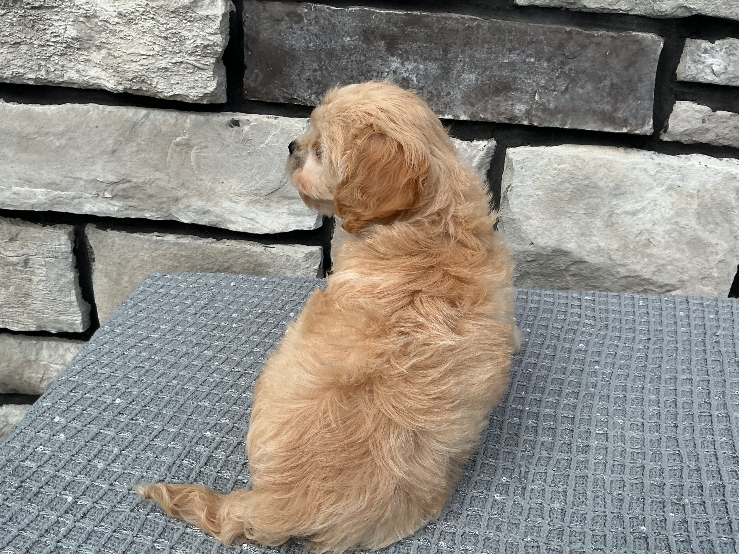 Ms. Sierra the Cavachon - Image 4