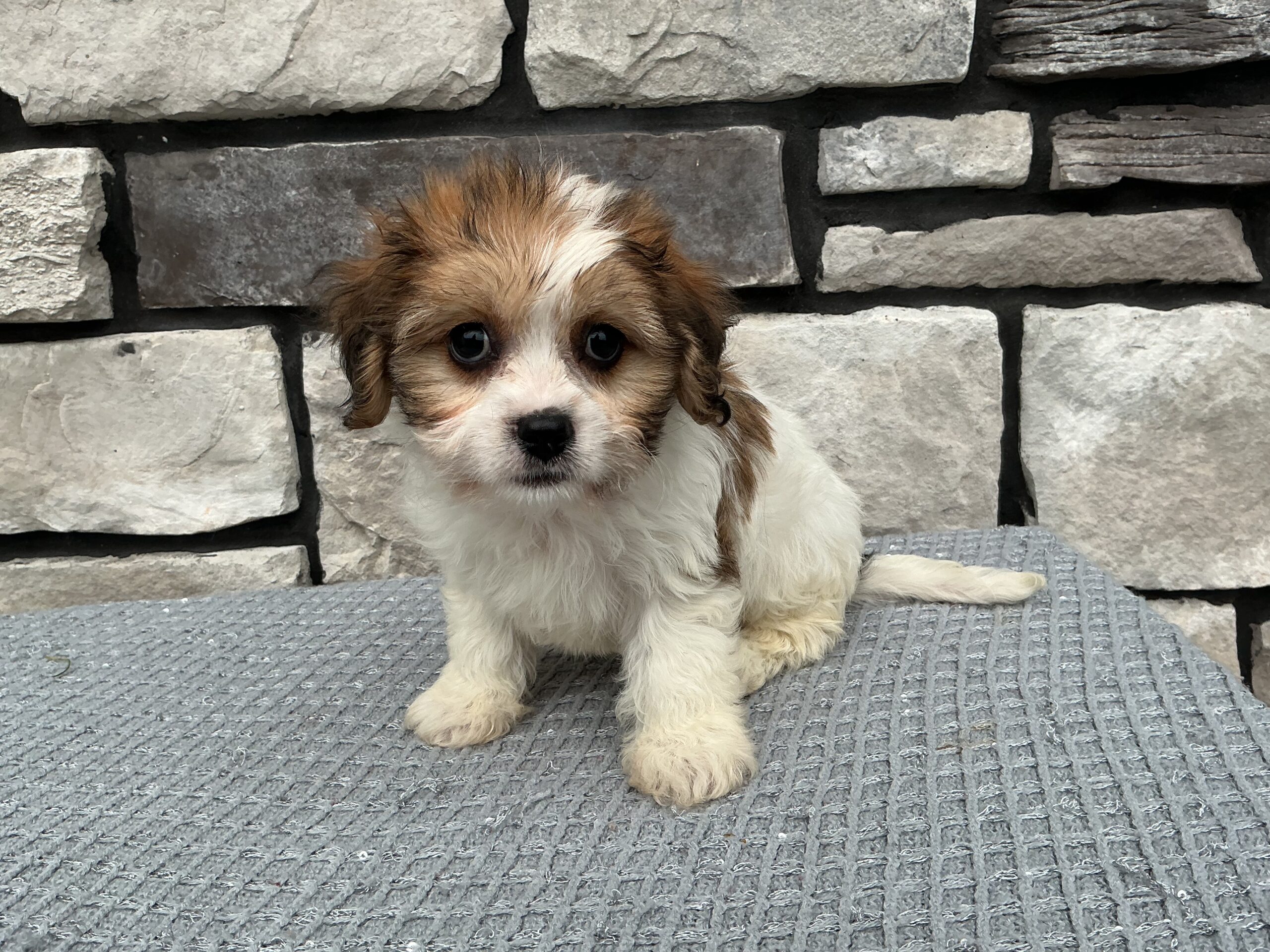 Ms. Katie the Cavachon - Image 2