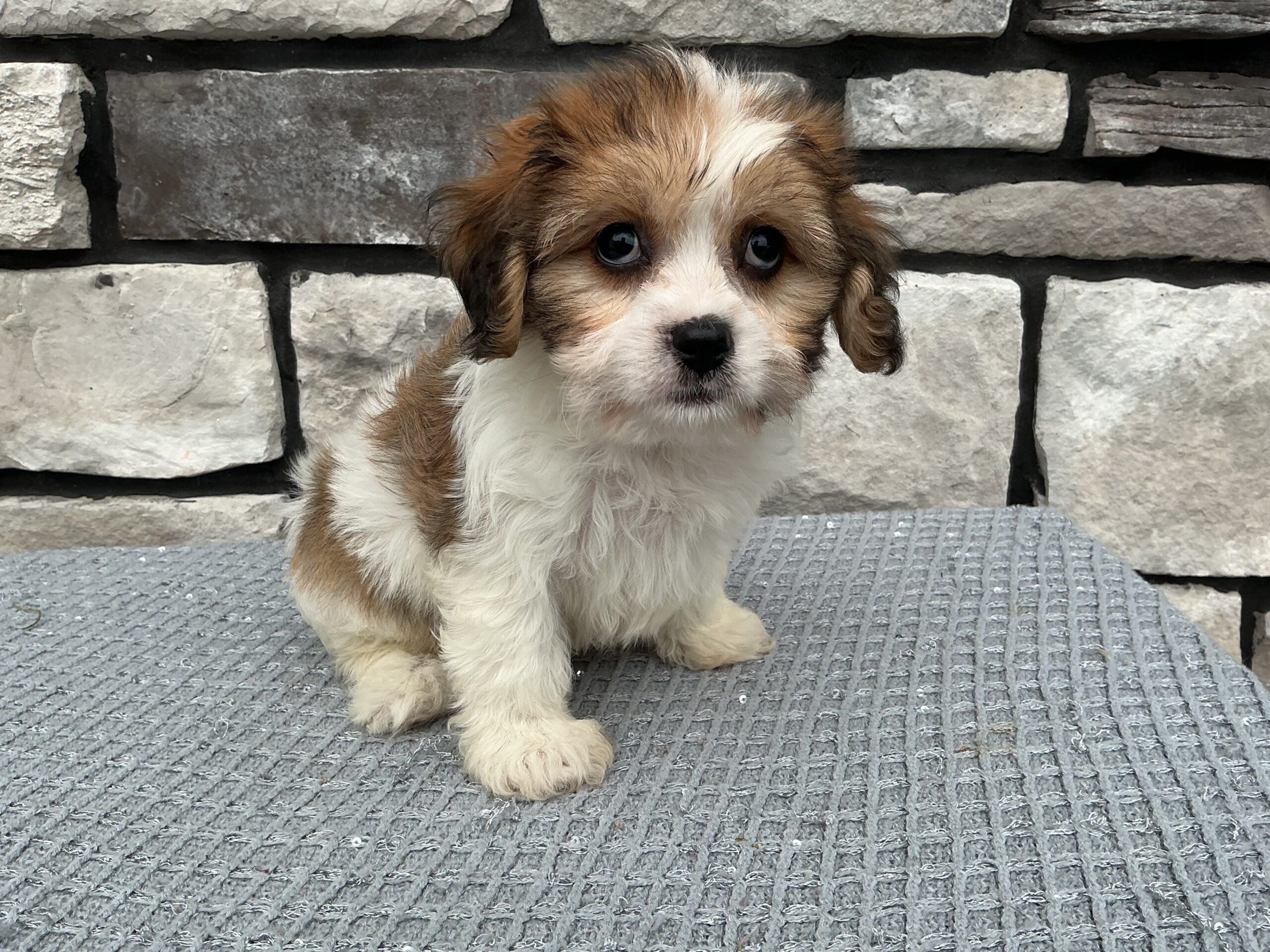 Ms. Katie the Cavachon - Image 3