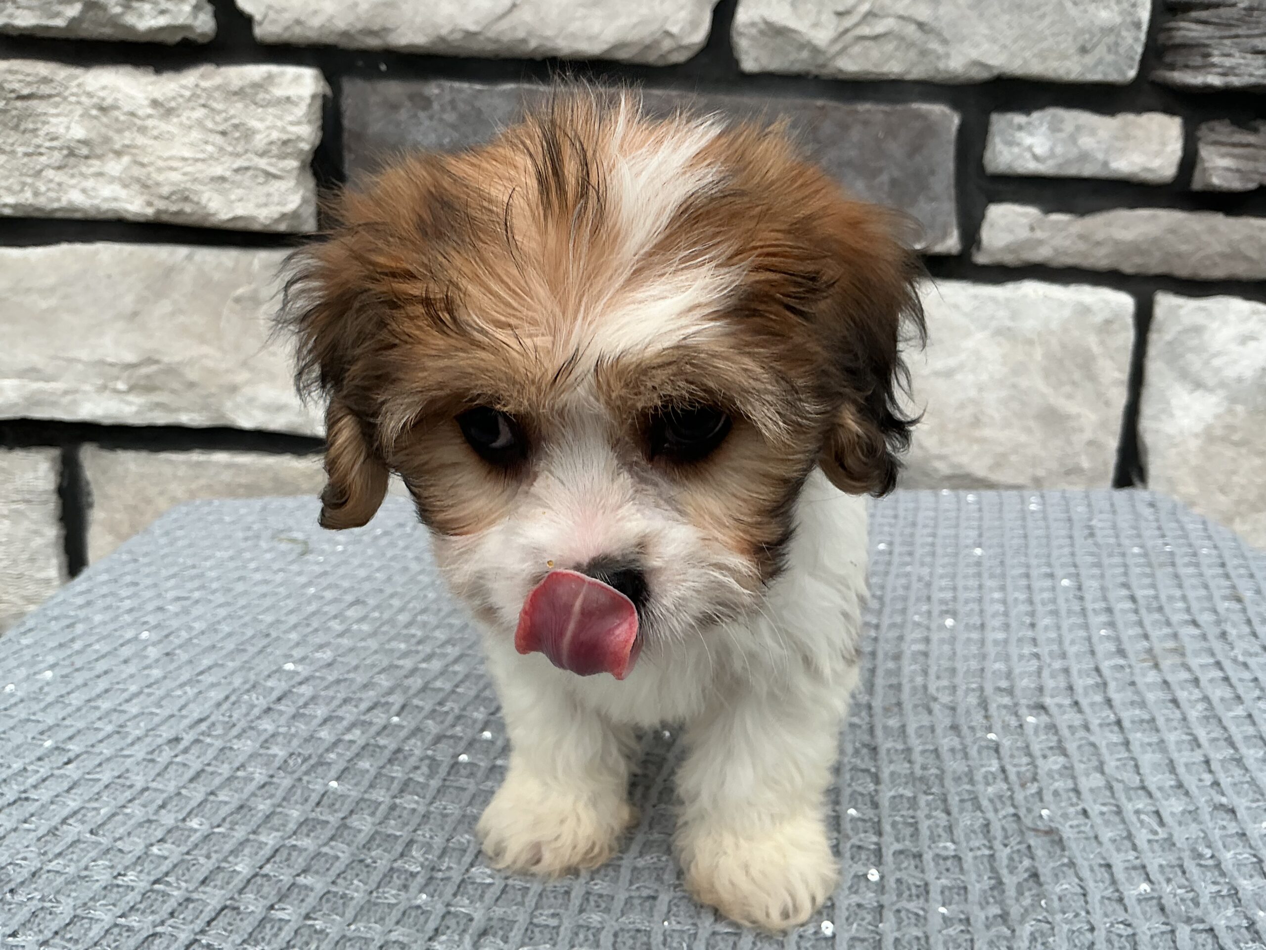 Ms. Katie the Cavachon - Image 4