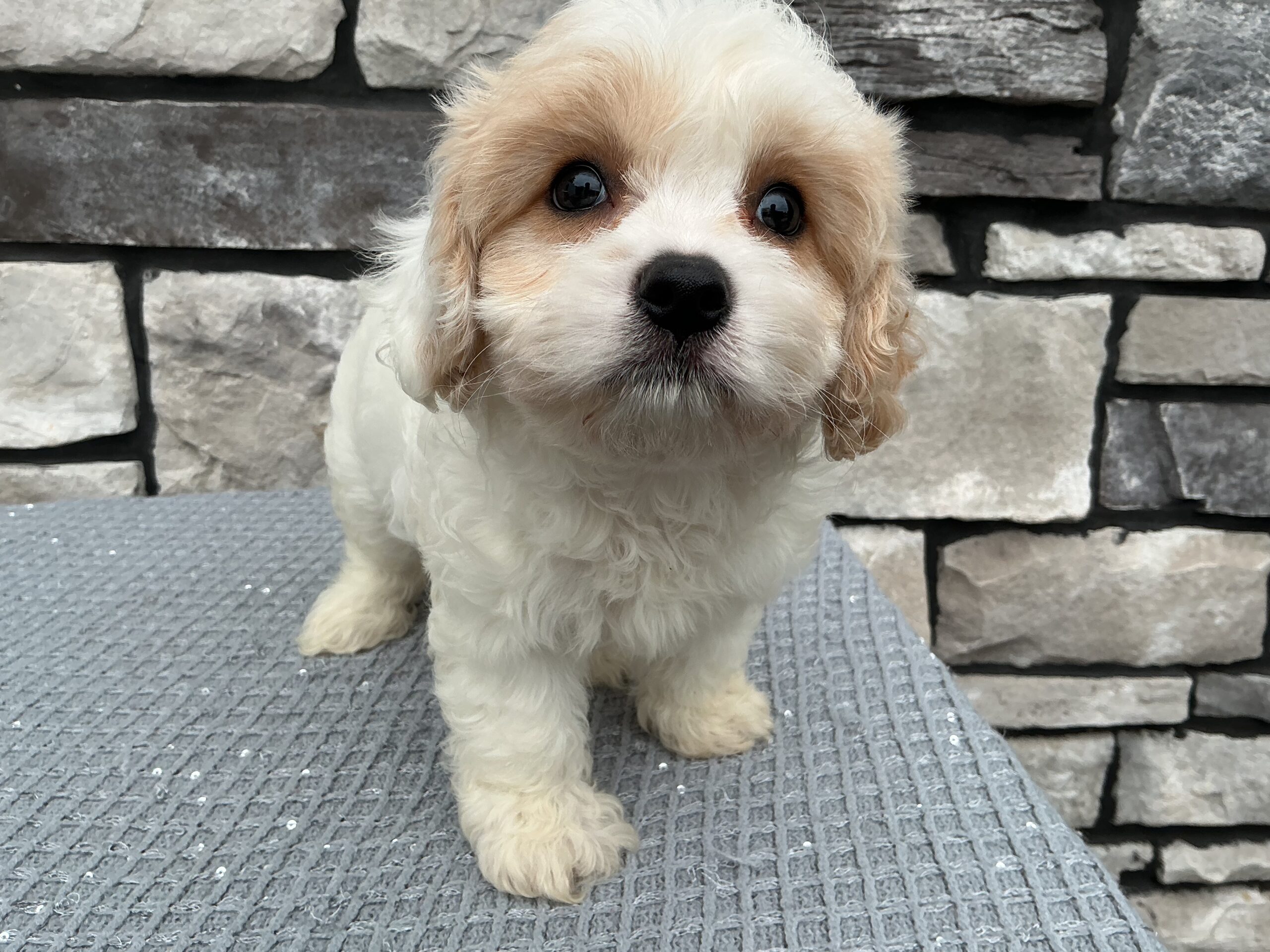 Ms. Fiona the Cavachon