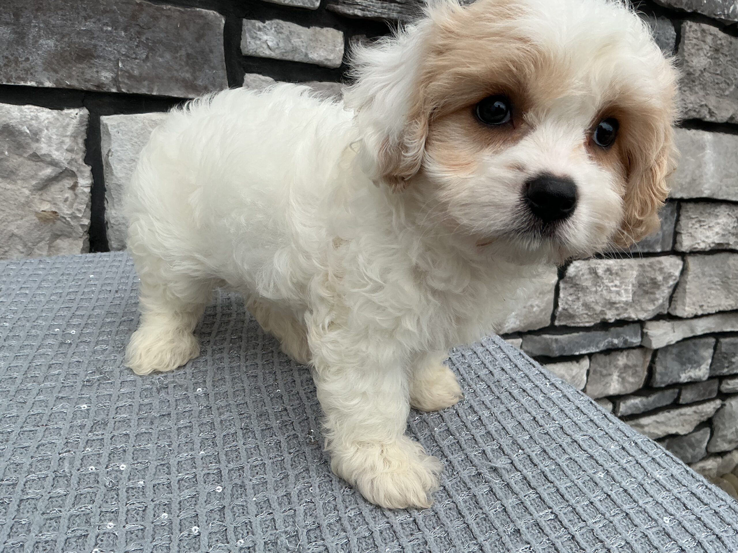 Ms. Fiona the Cavachon - Image 2