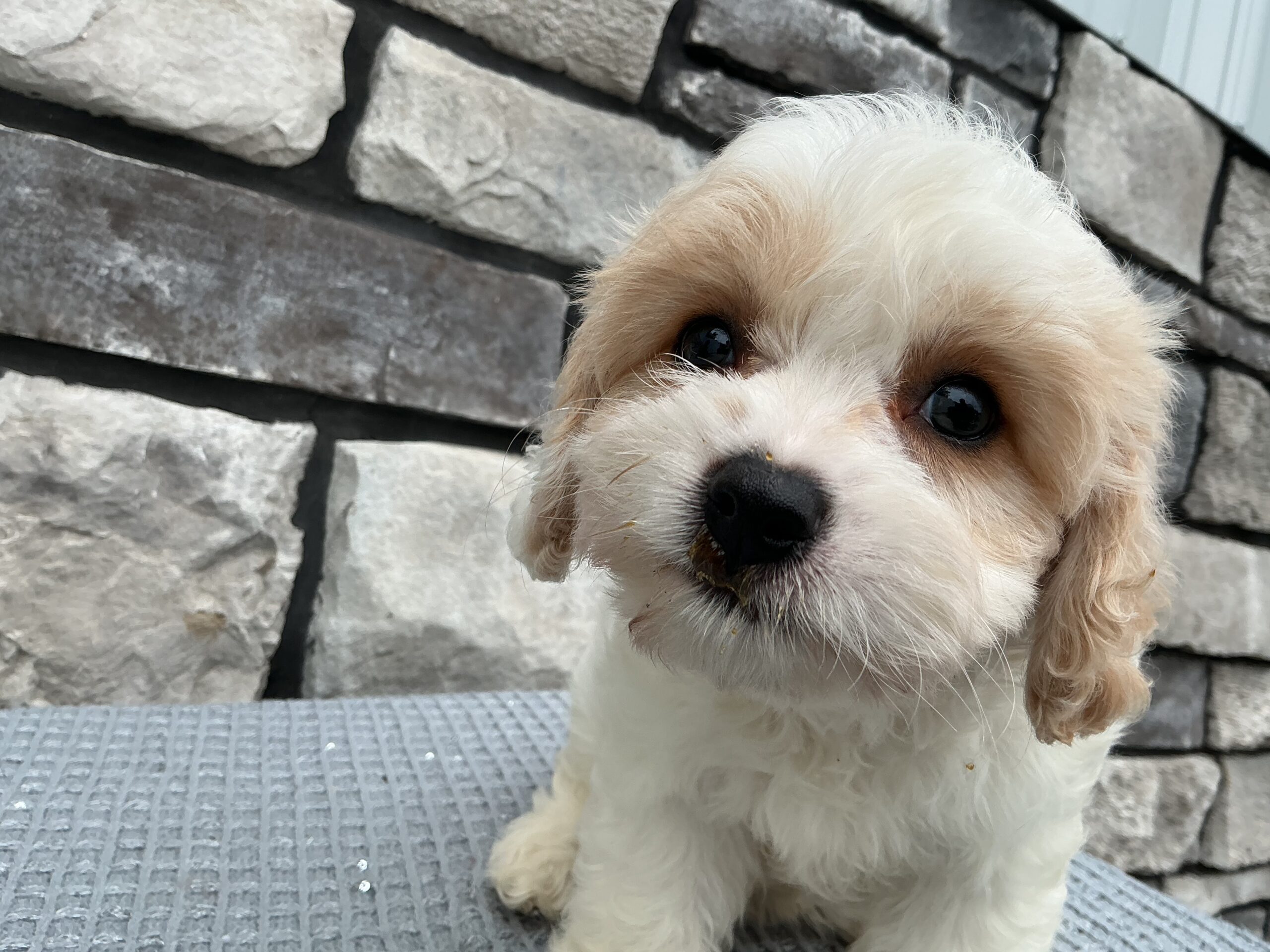 Ms. Fiona the Cavachon - Image 4