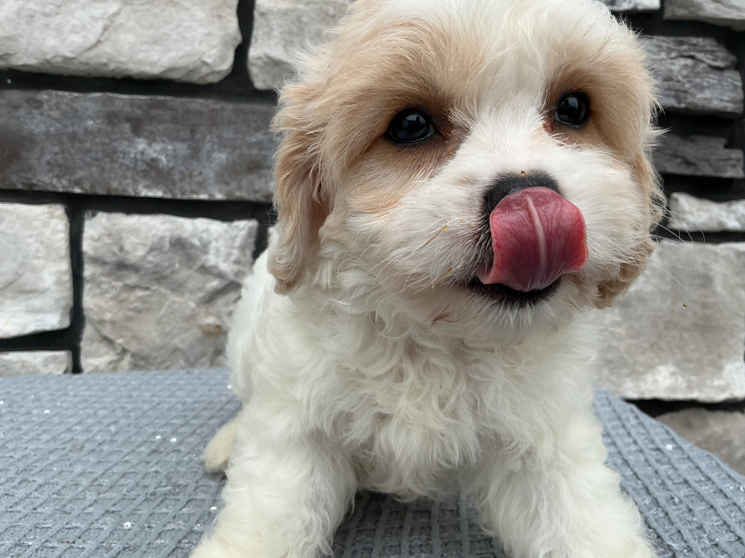 Ms. Fiona the Cavachon - Image 3