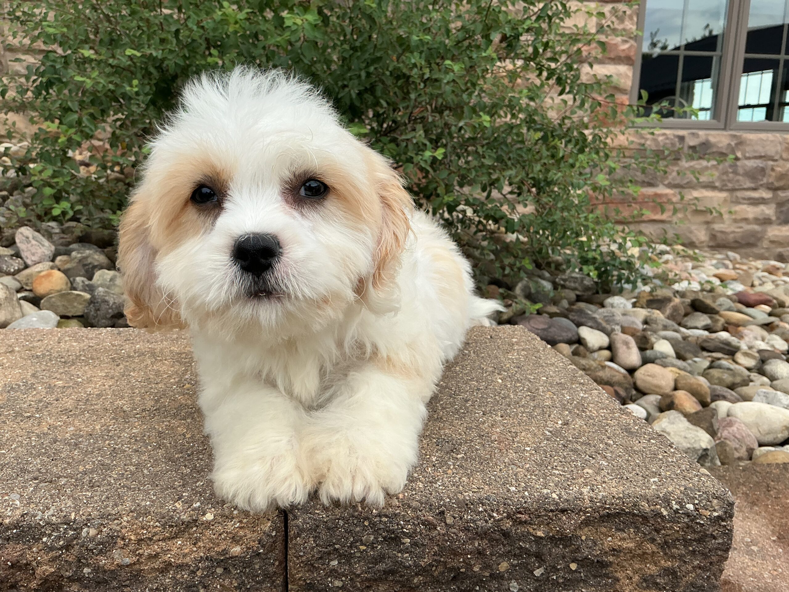Mr. Rusty the Cavachon