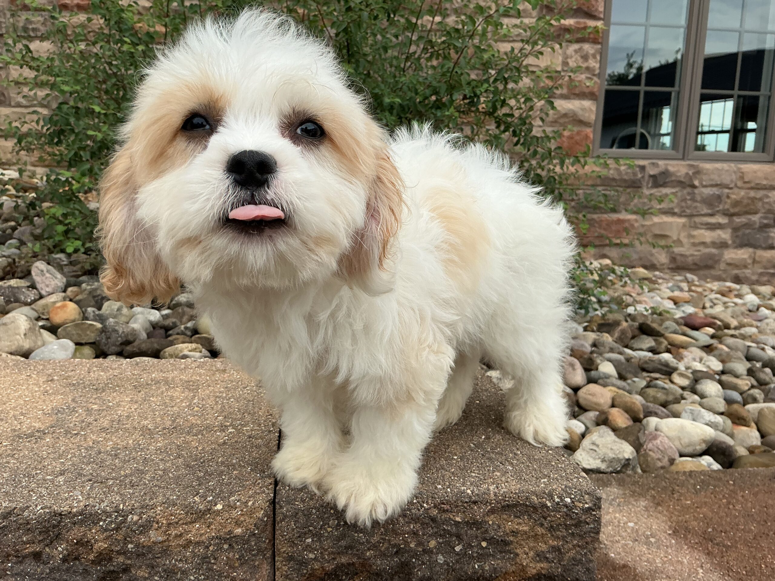 Mr. Rusty the Cavachon - Image 2