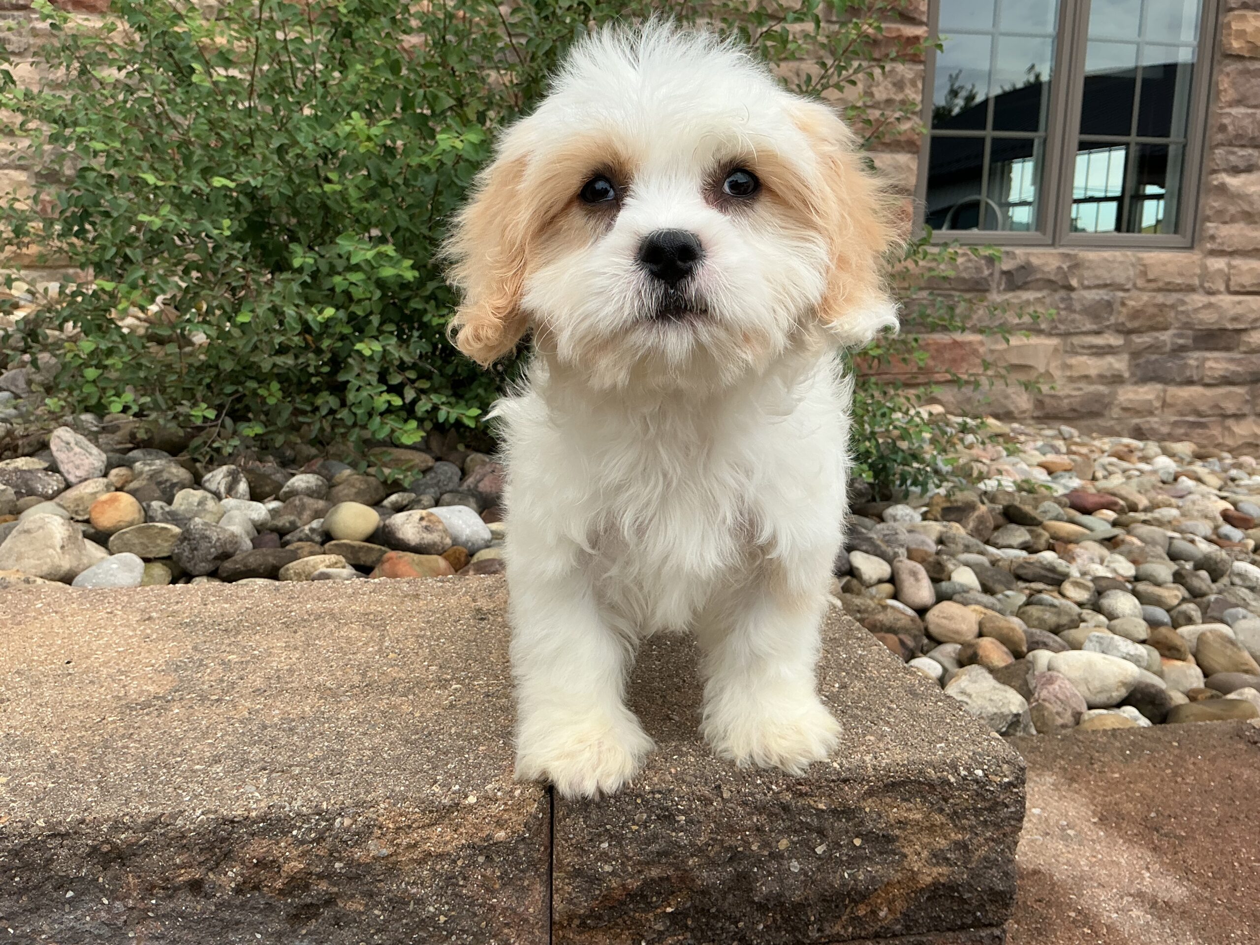 Mr. Rusty the Cavachon - Image 3
