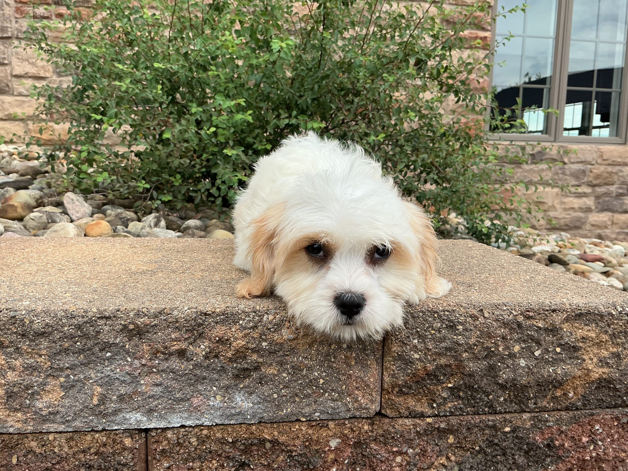 Mr. Rusty the Cavachon - Image 4