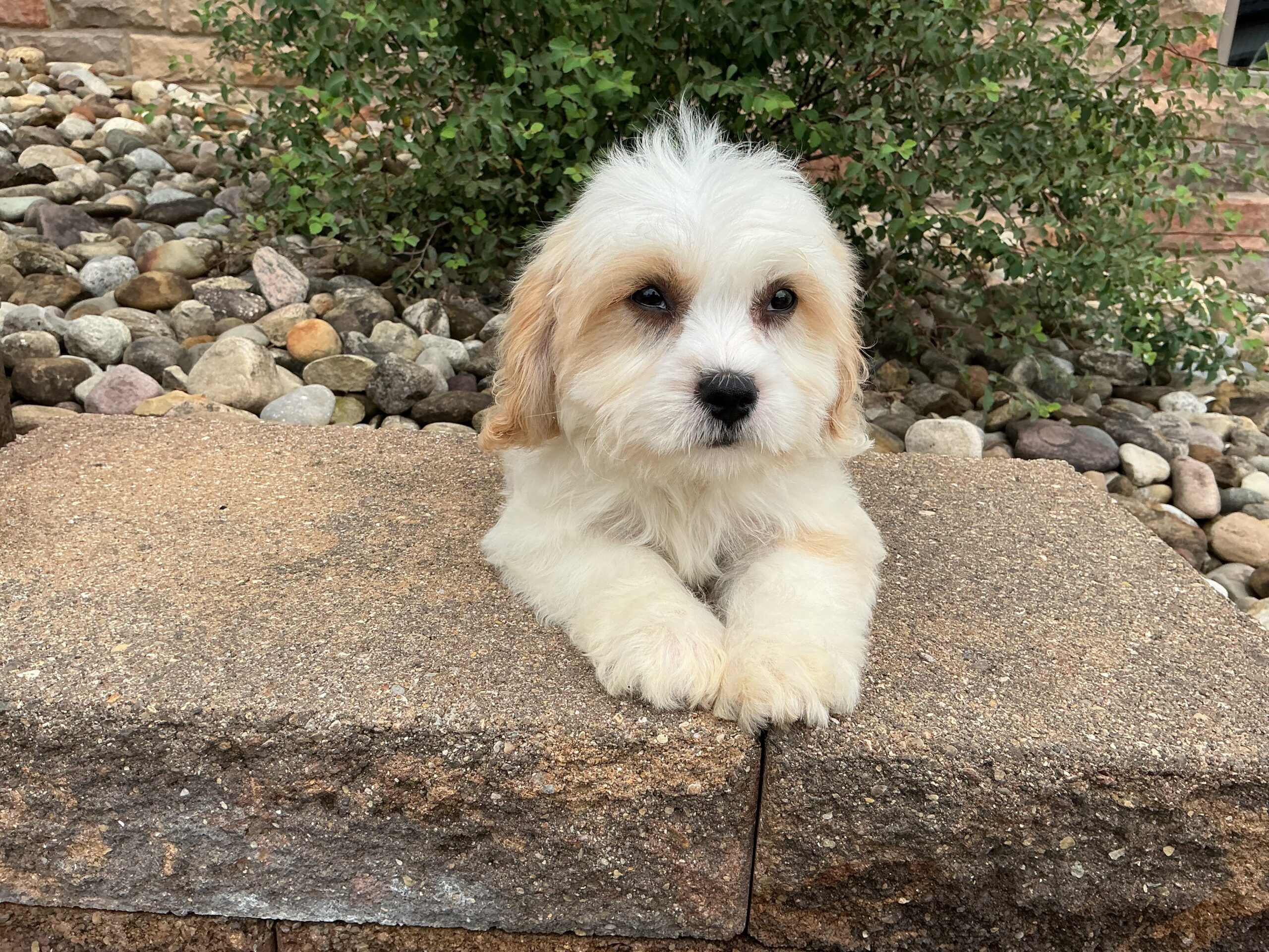 Mr. Rusty the Cavachon - Image 5