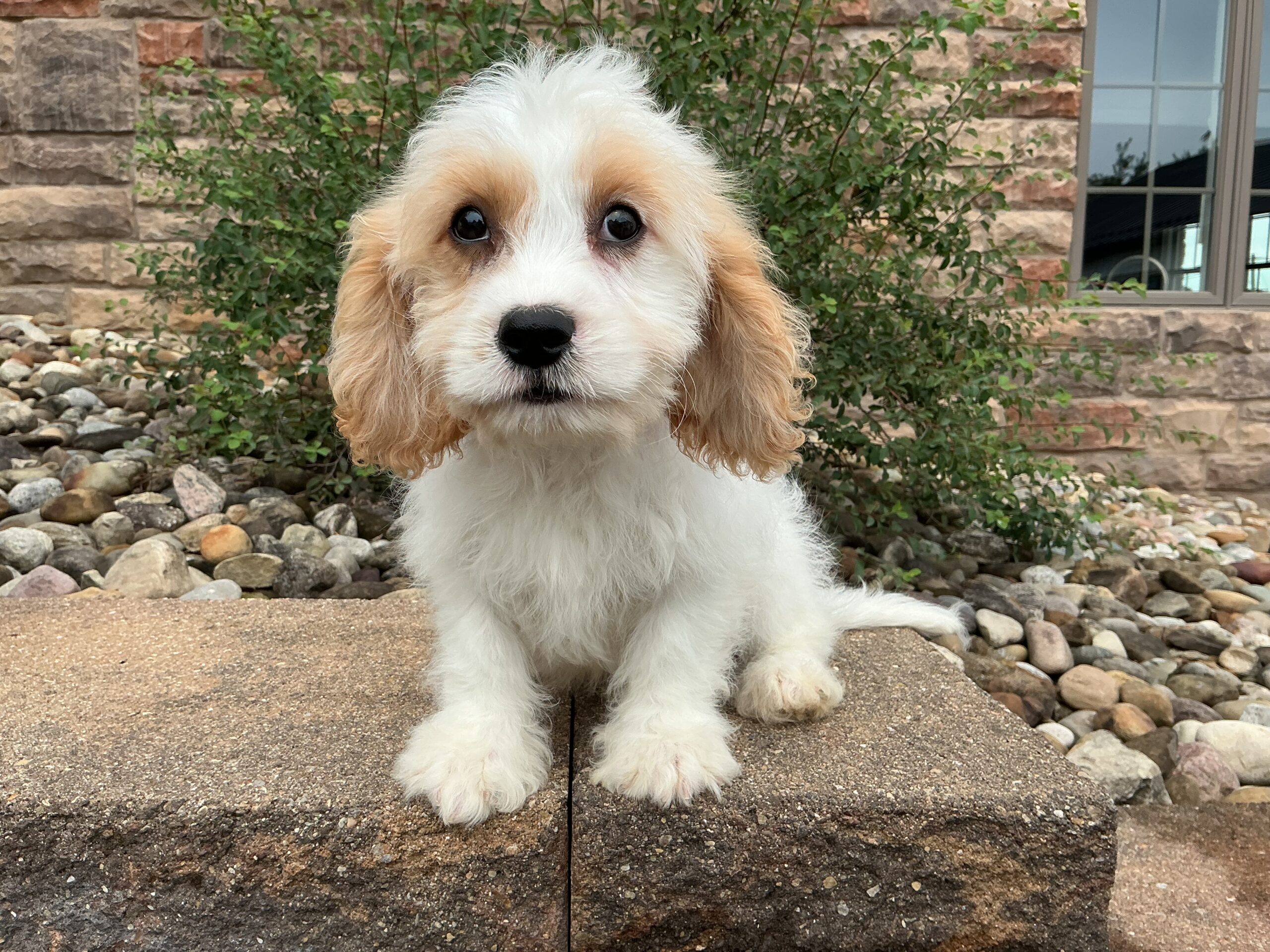 Mr. Teddy the Cavachon - Image 3