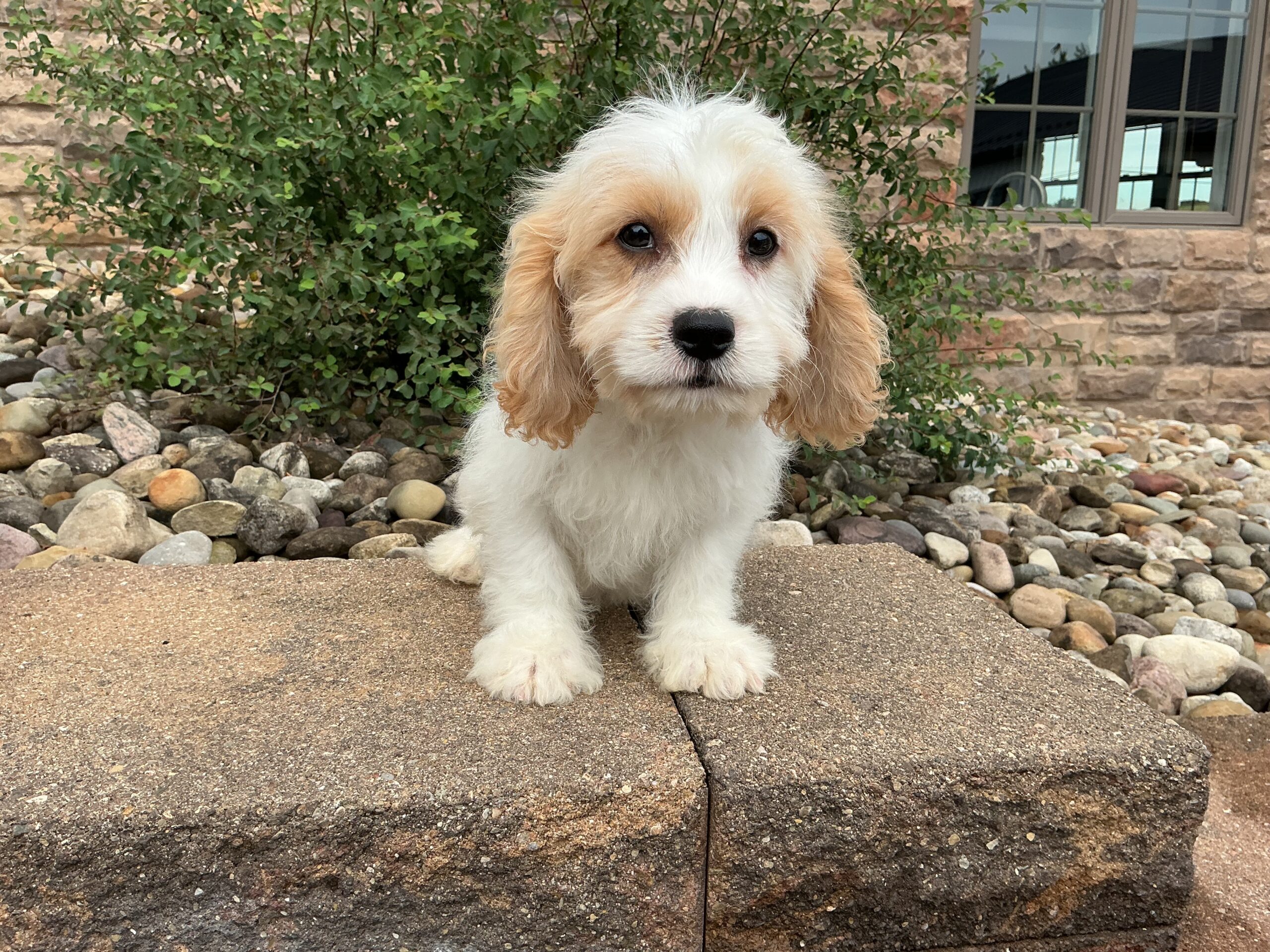 Mr. Teddy the Cavachon - Image 2