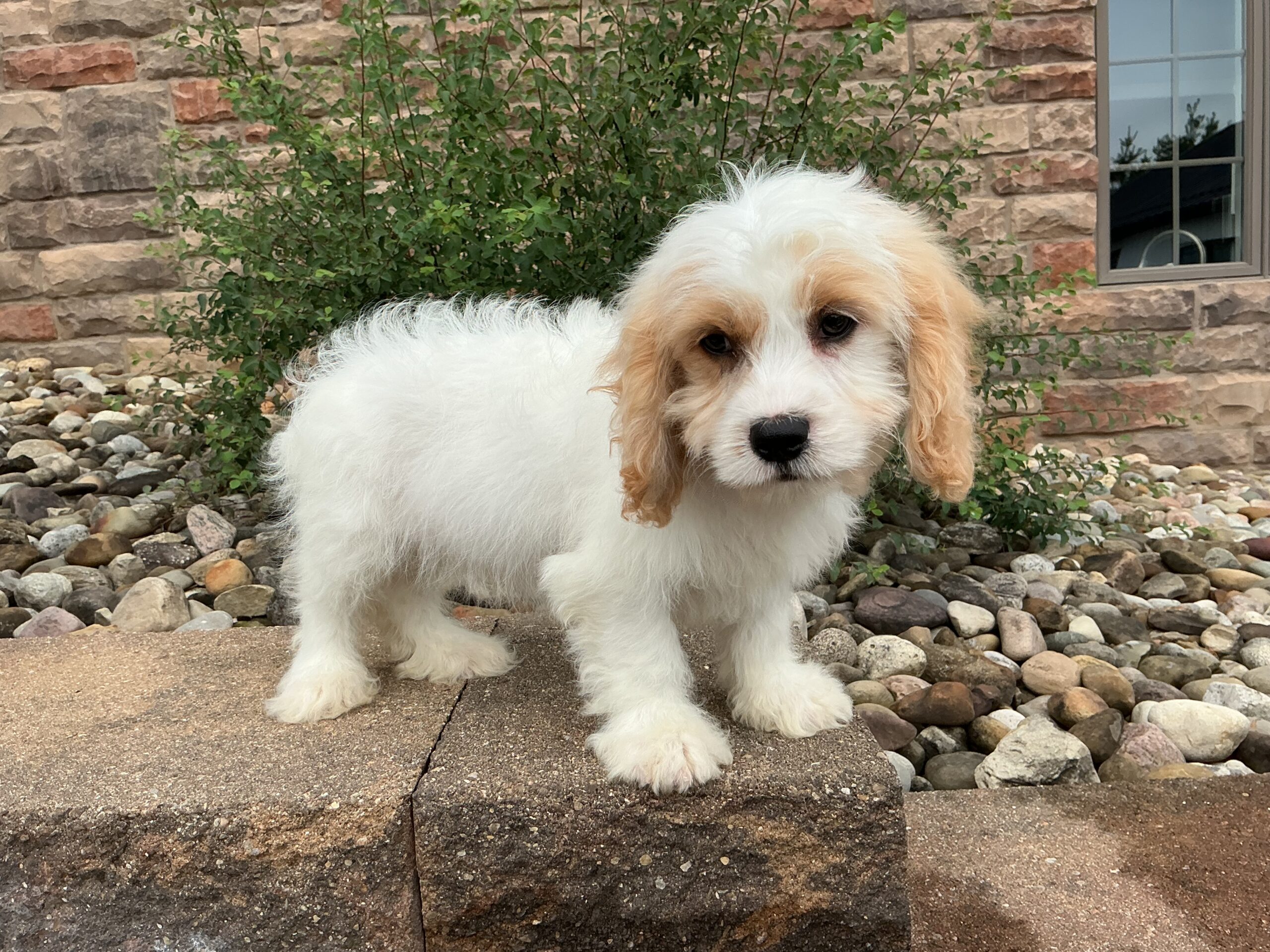 Mr. Teddy the Cavachon
