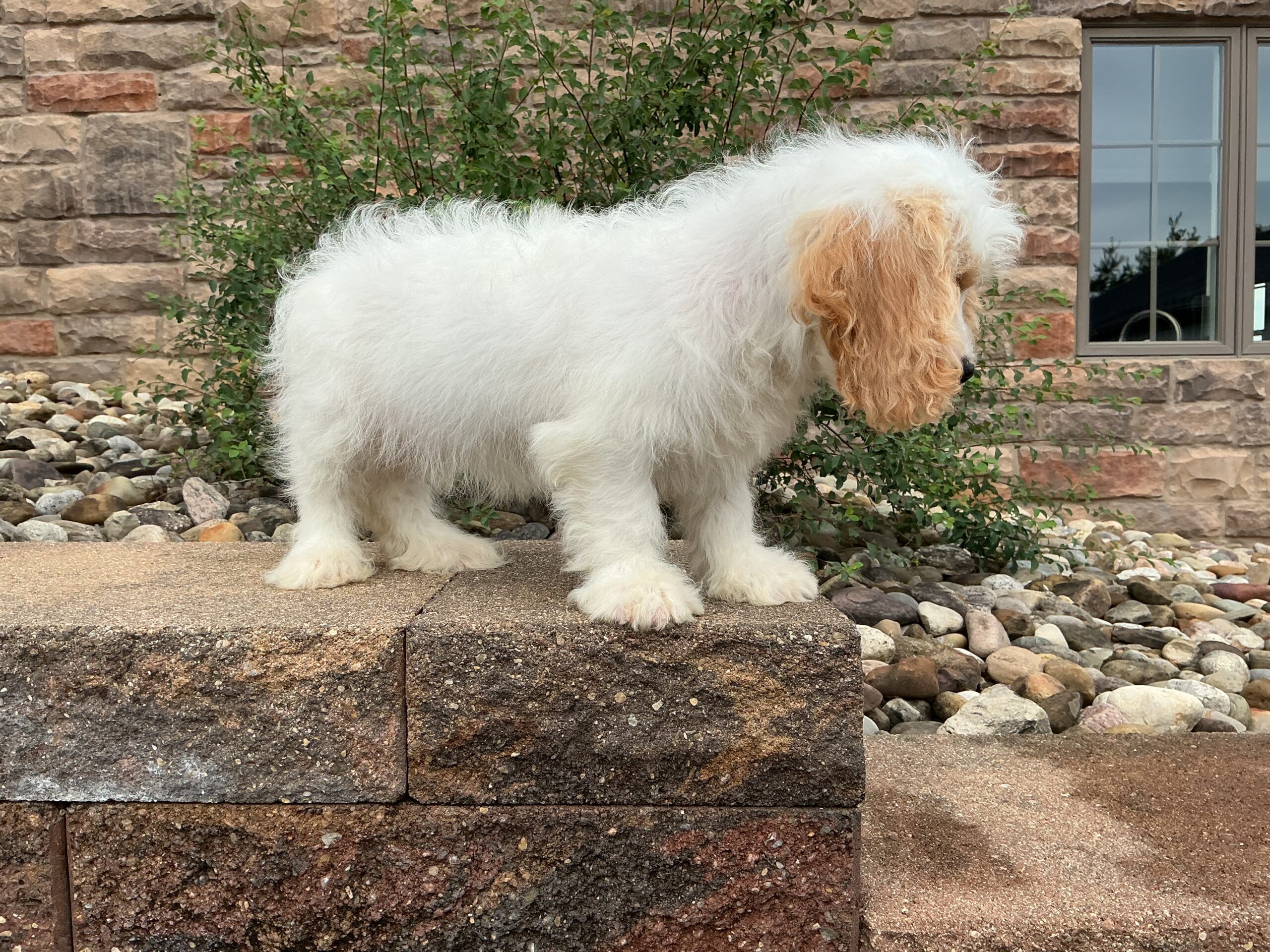 Mr. Teddy the Cavachon - Image 4
