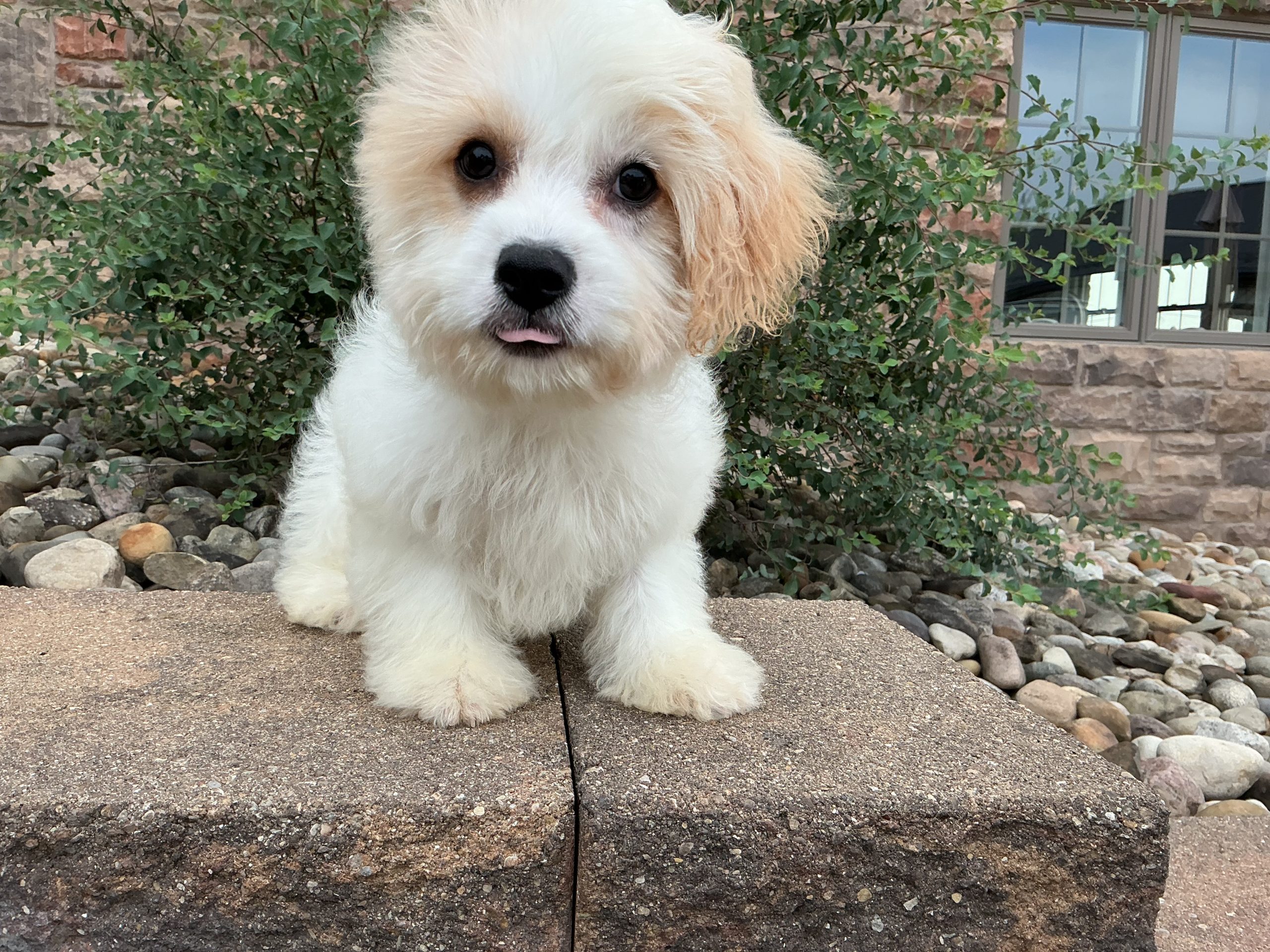 Ms. Coda the Cavachon - Image 4