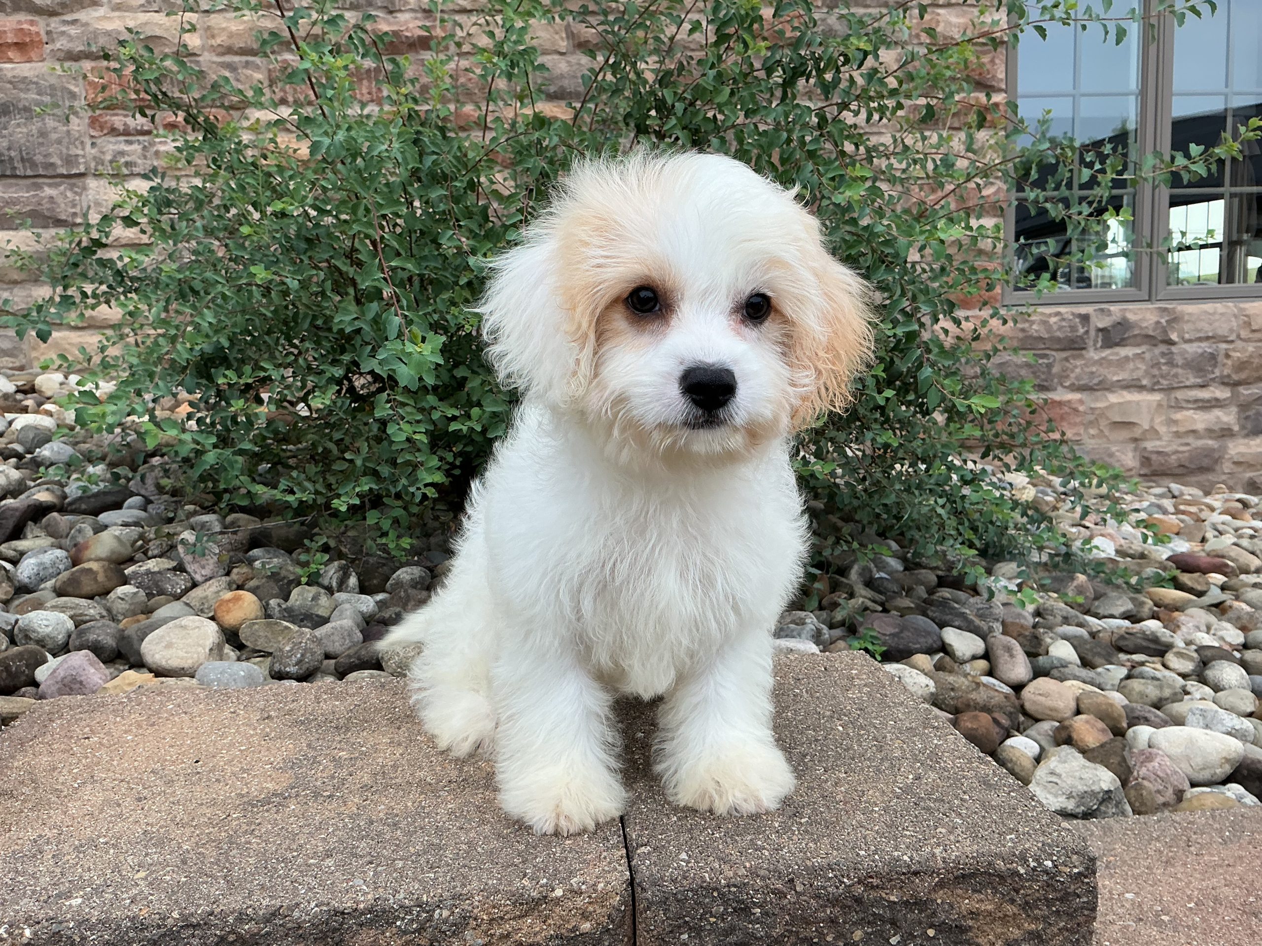 Ms. Coda the Cavachon