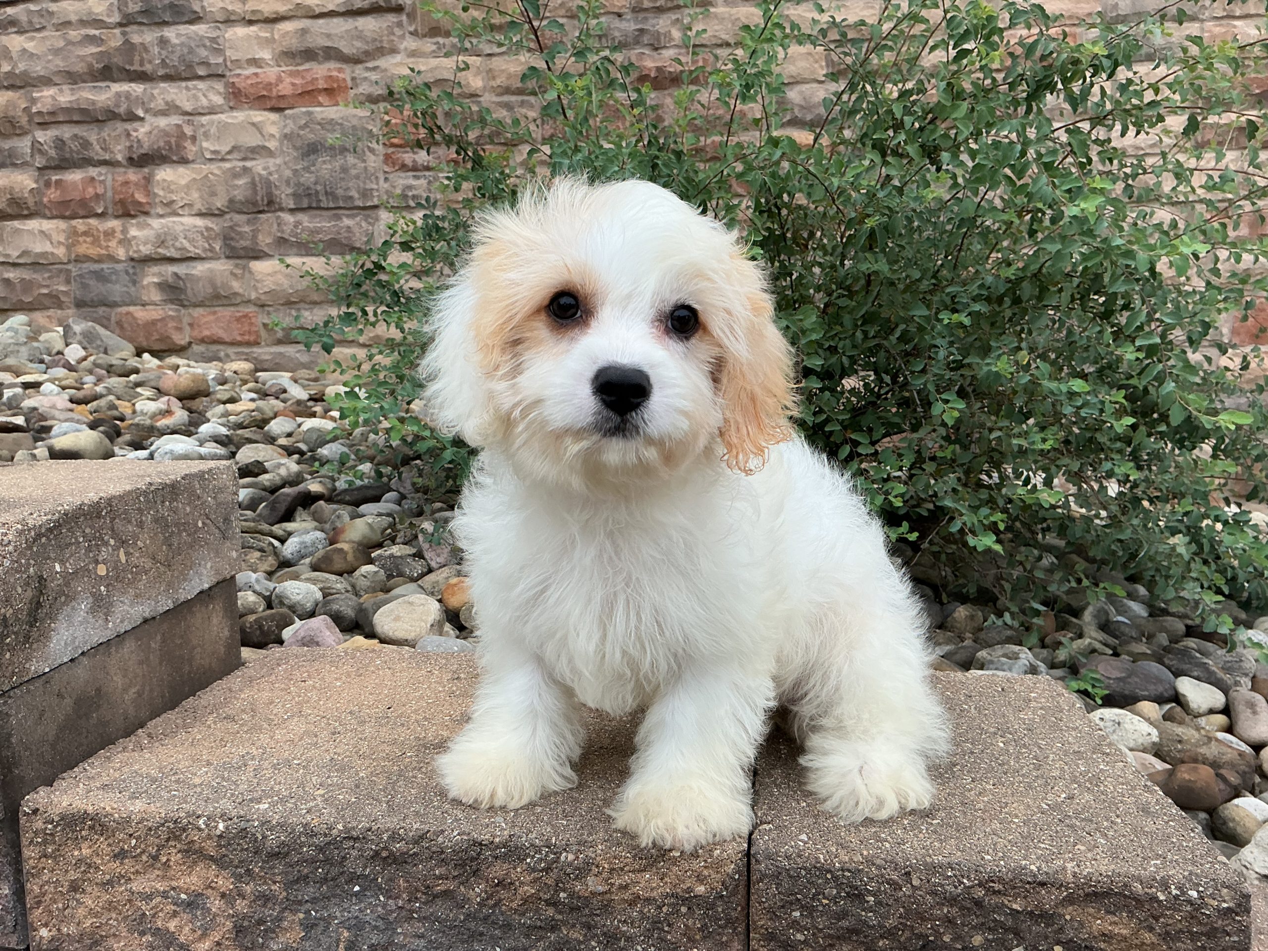 Ms. Coda the Cavachon - Image 3