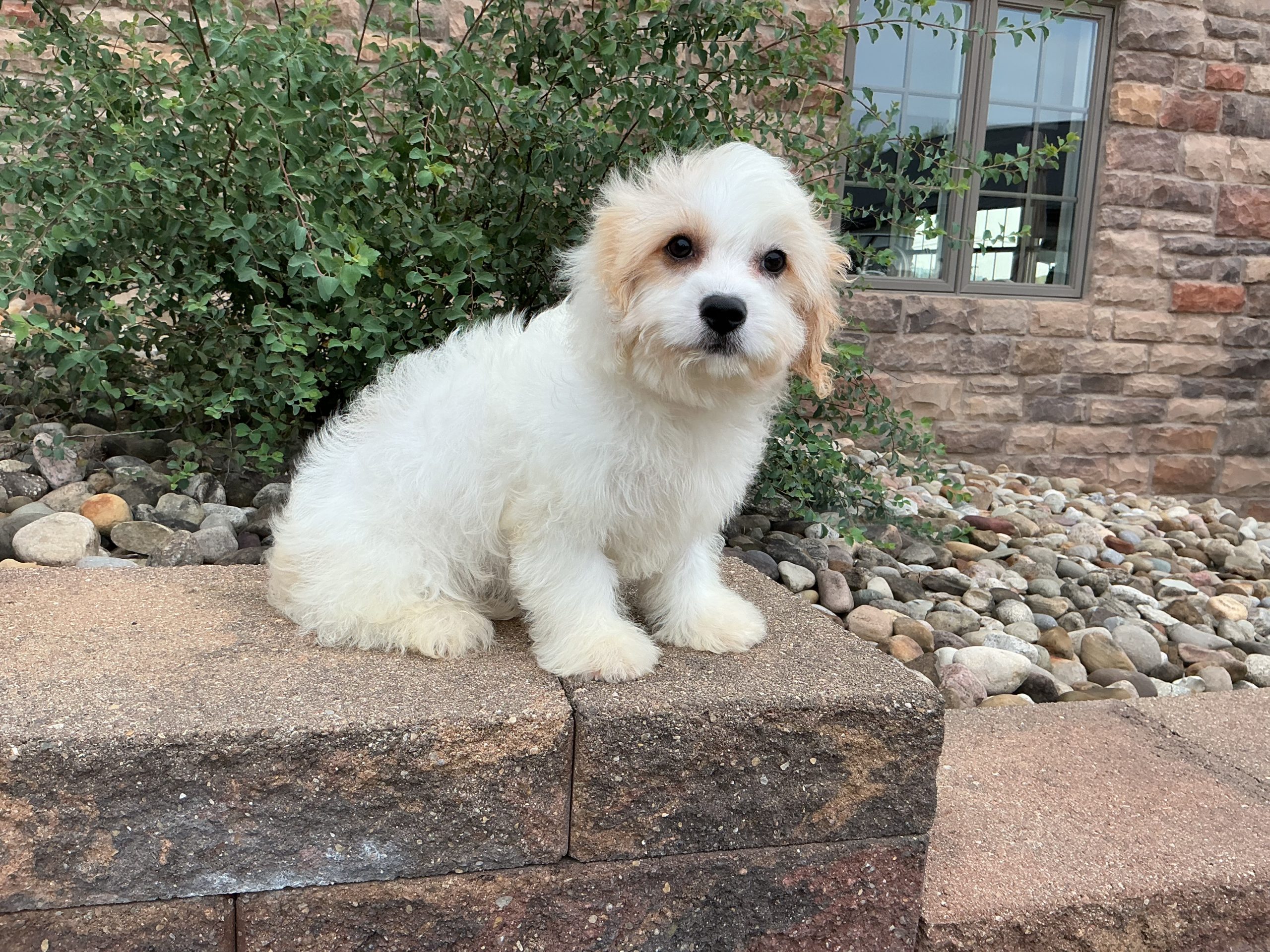 Ms. Coda the Cavachon - Image 2