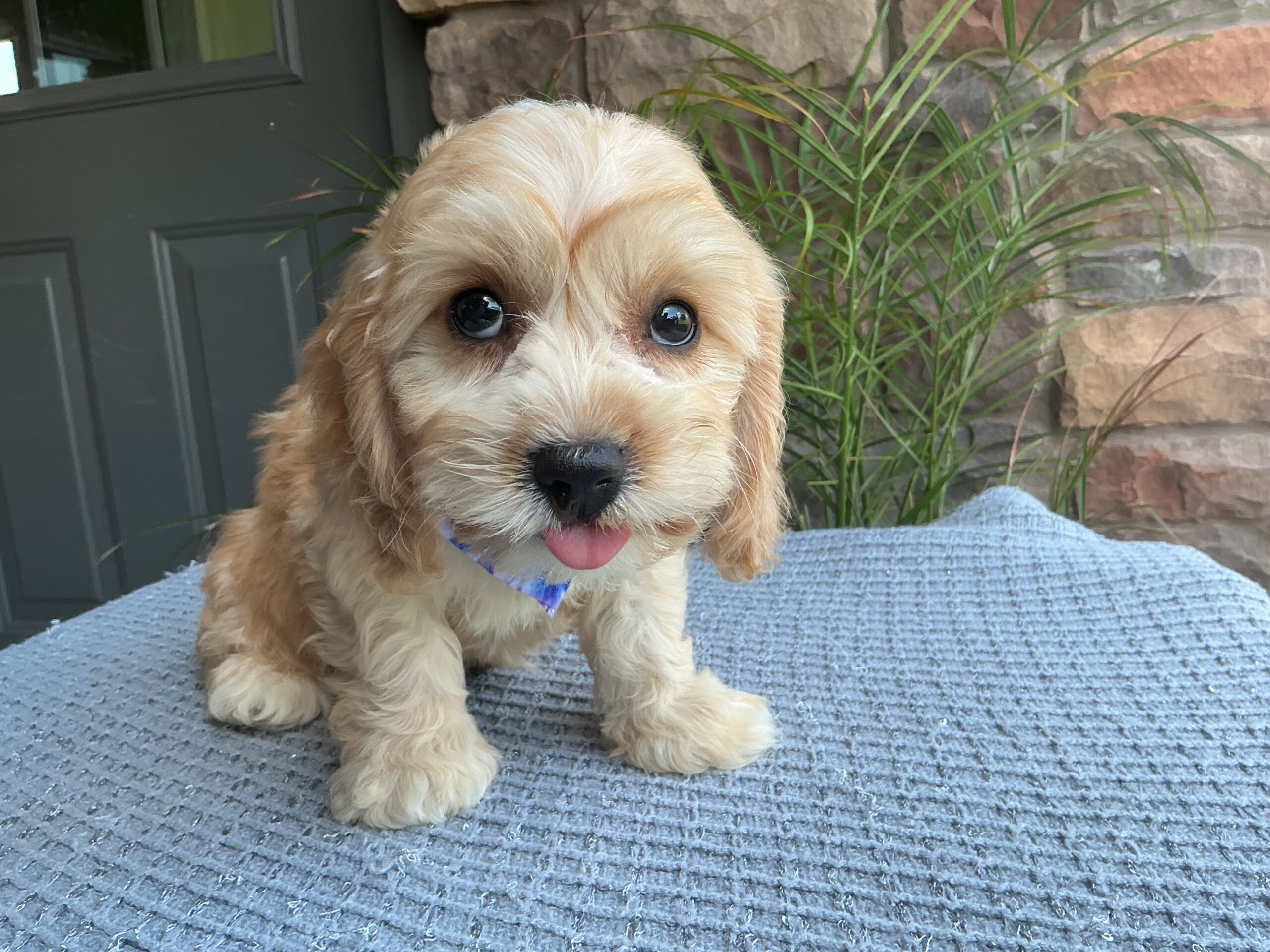 Ms. Melody the Cavachon