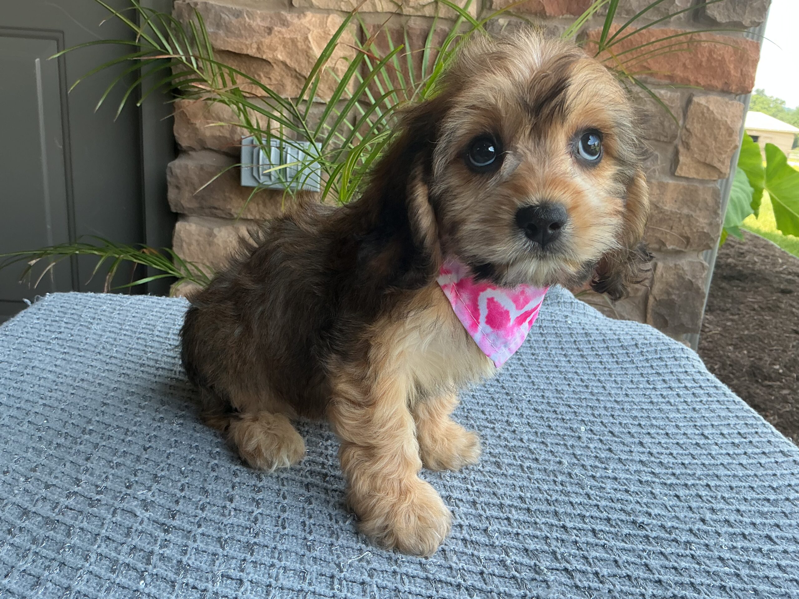 Ms. Bella the Cavachon - Image 4