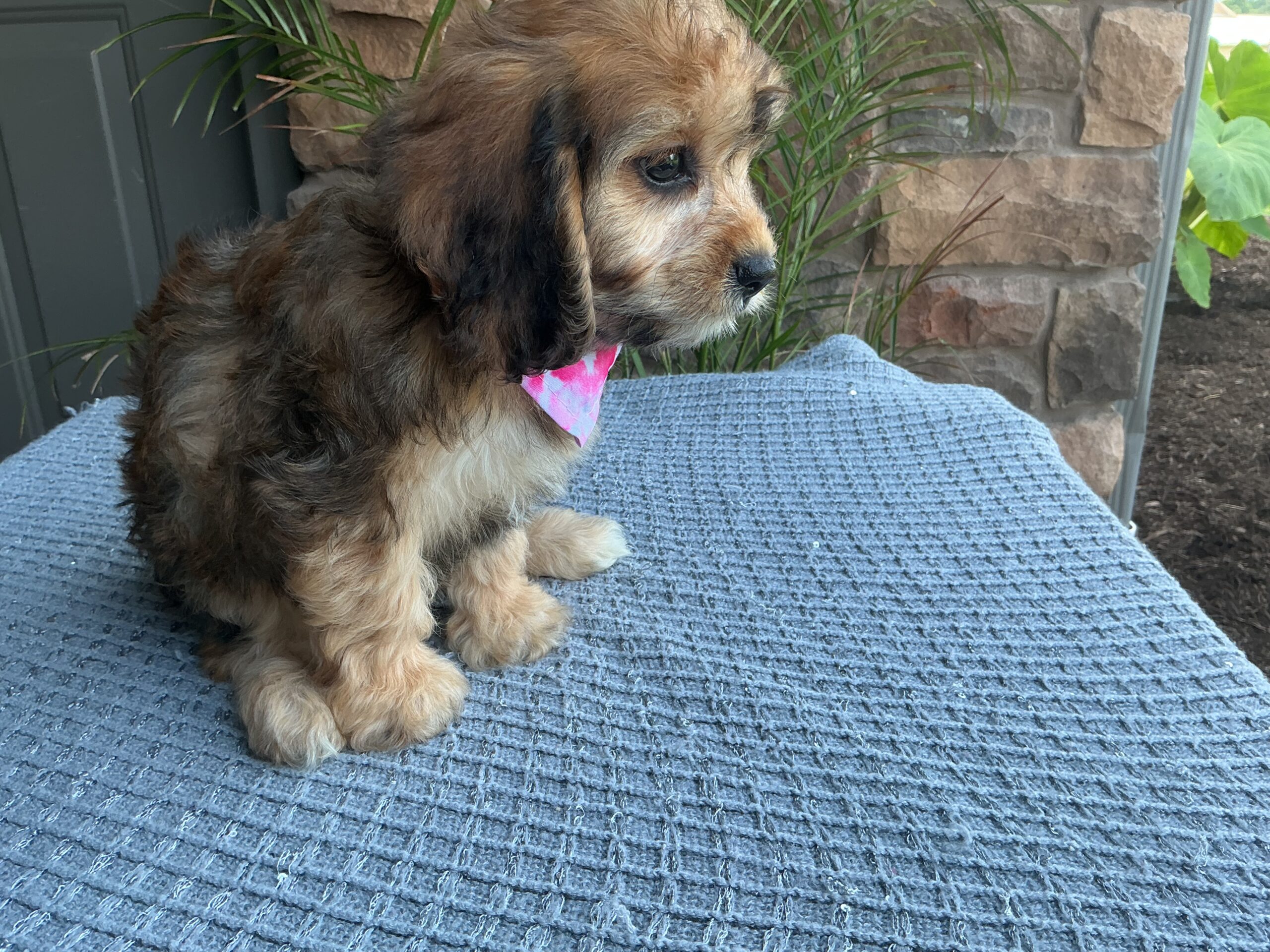Ms. Bella the Cavachon - Image 3