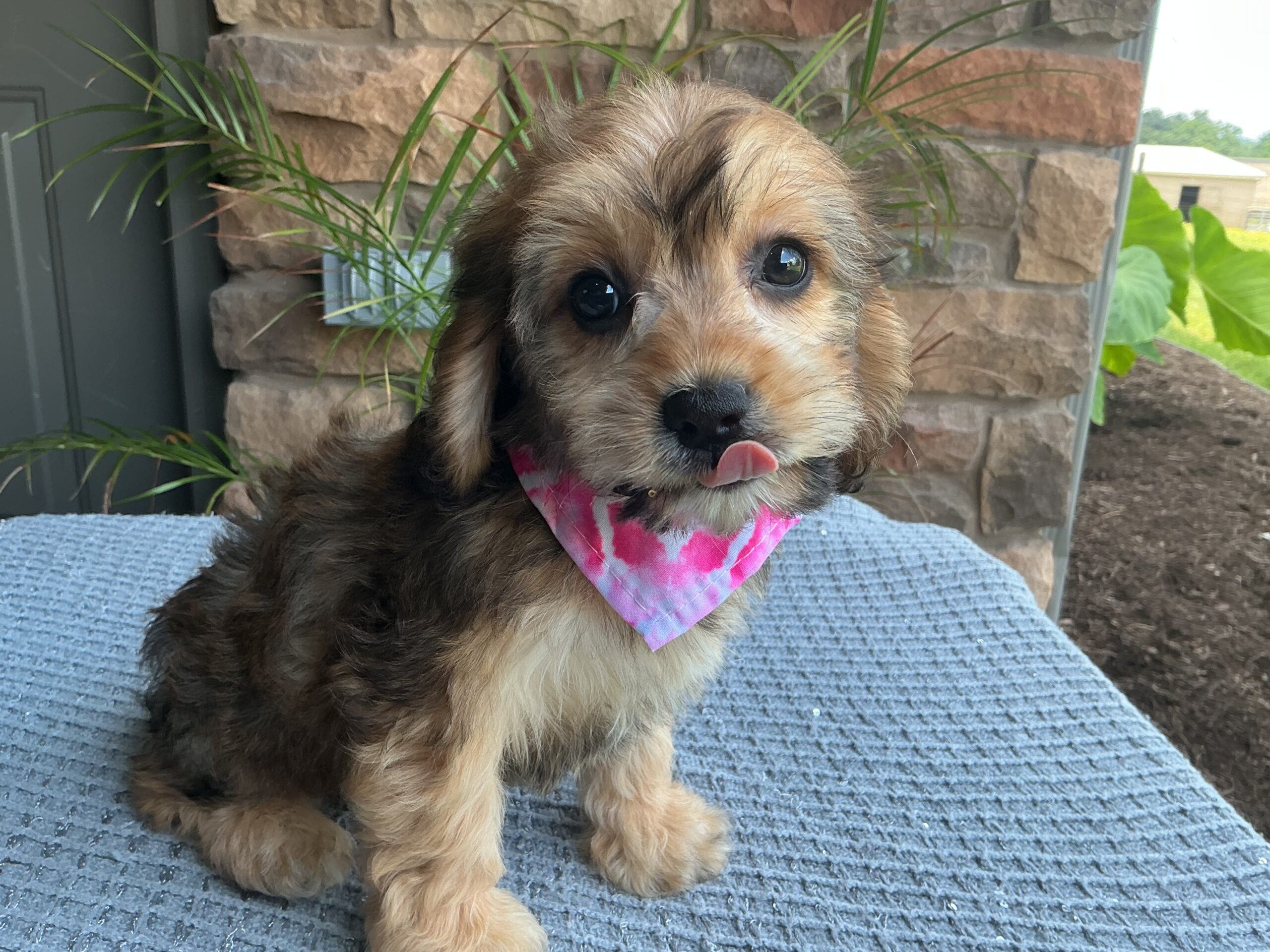 Ms. Bella the Cavachon - Image 2