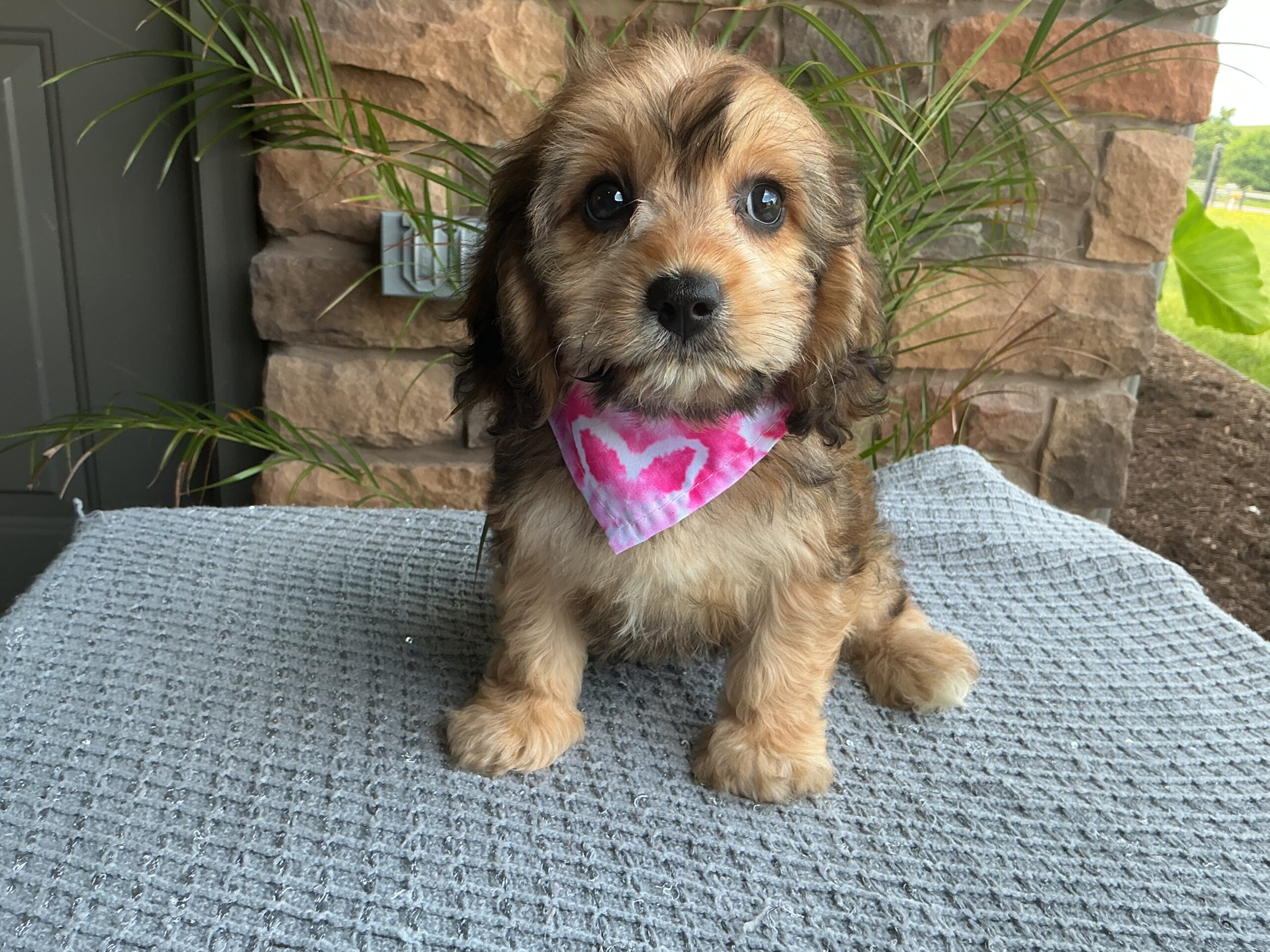 Ms. Bella the Cavachon