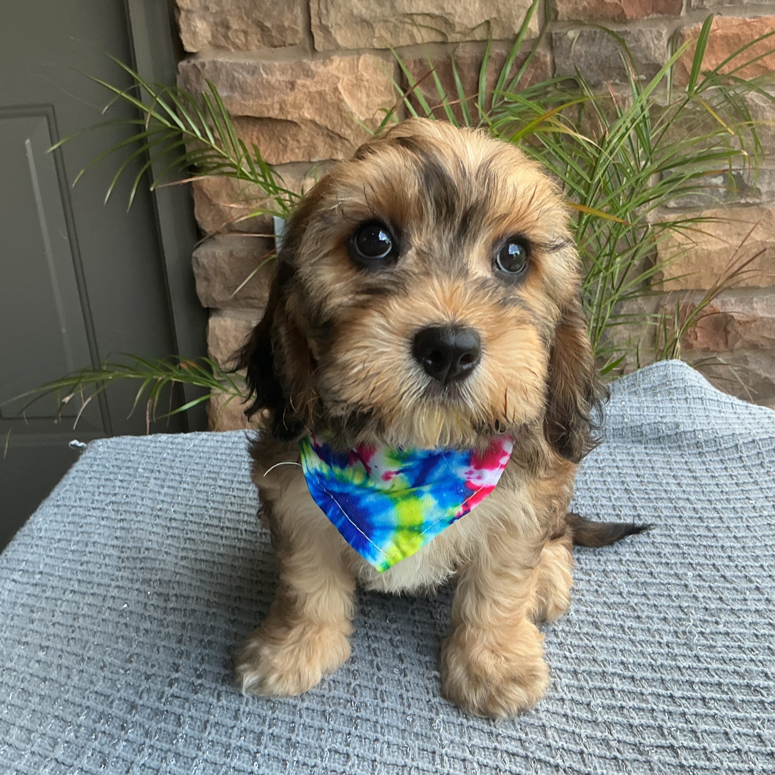 Ms. Gypsy the Cavachon - Image 4