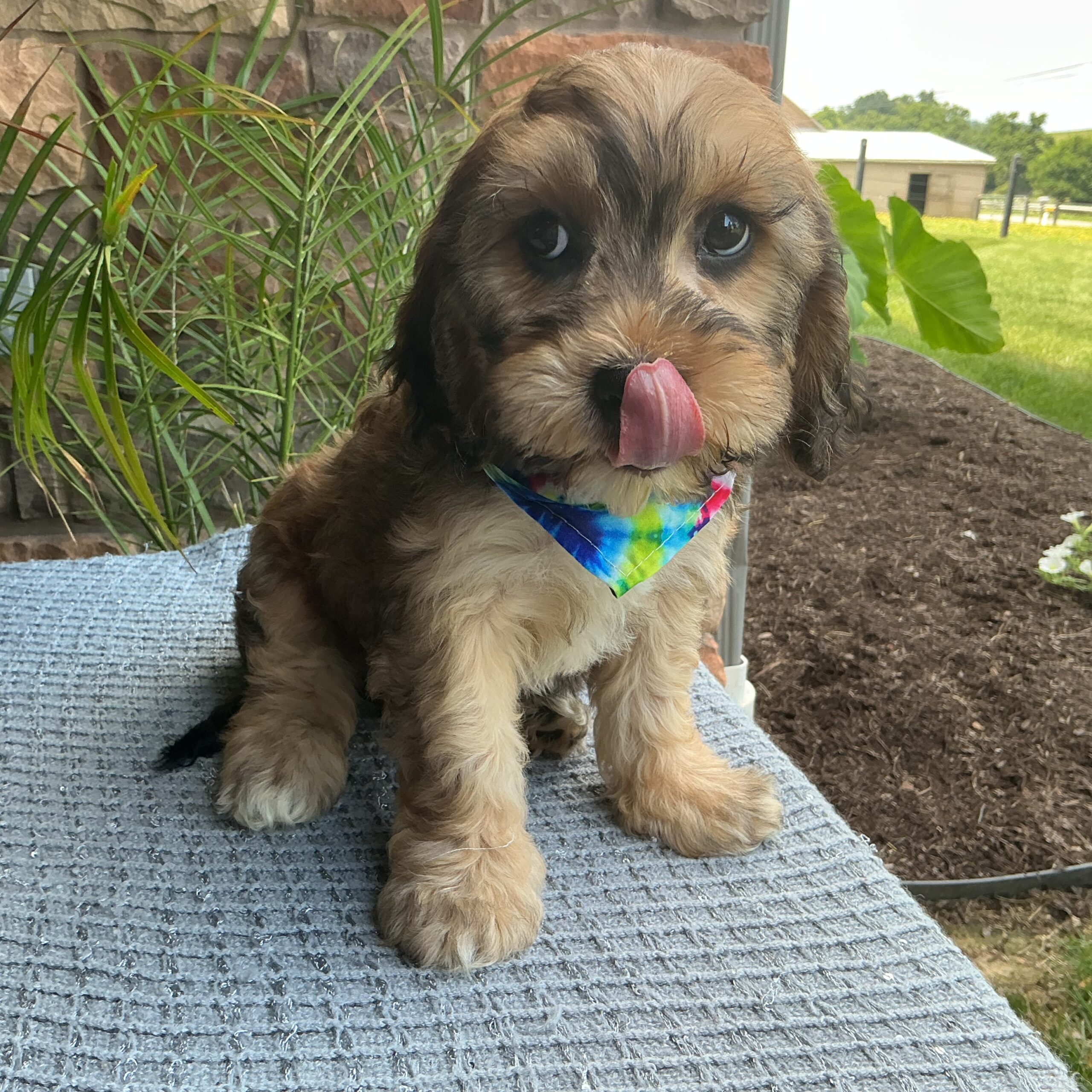 Ms. Gypsy the Cavachon - Image 3