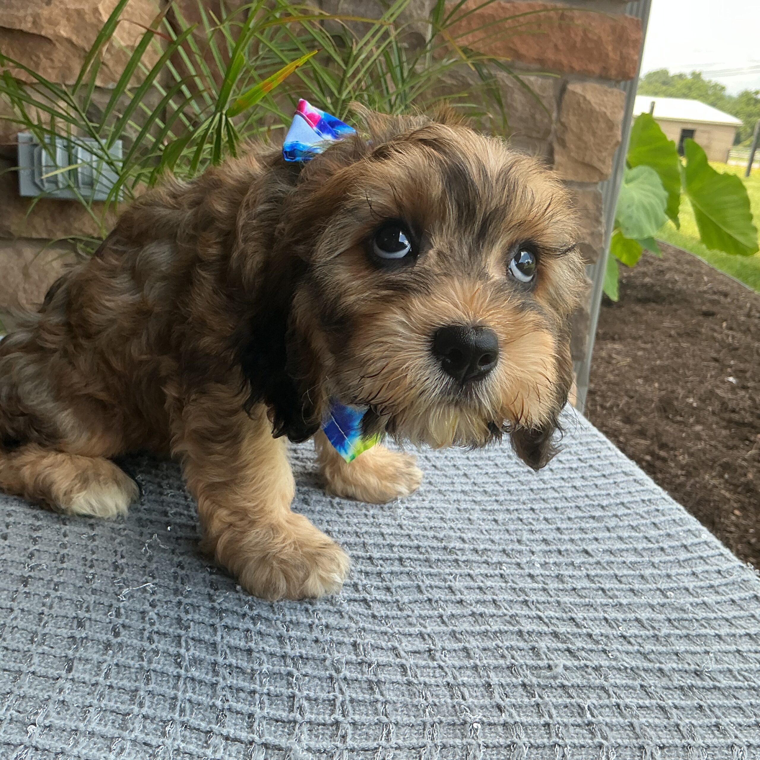 Ms. Gypsy the Cavachon