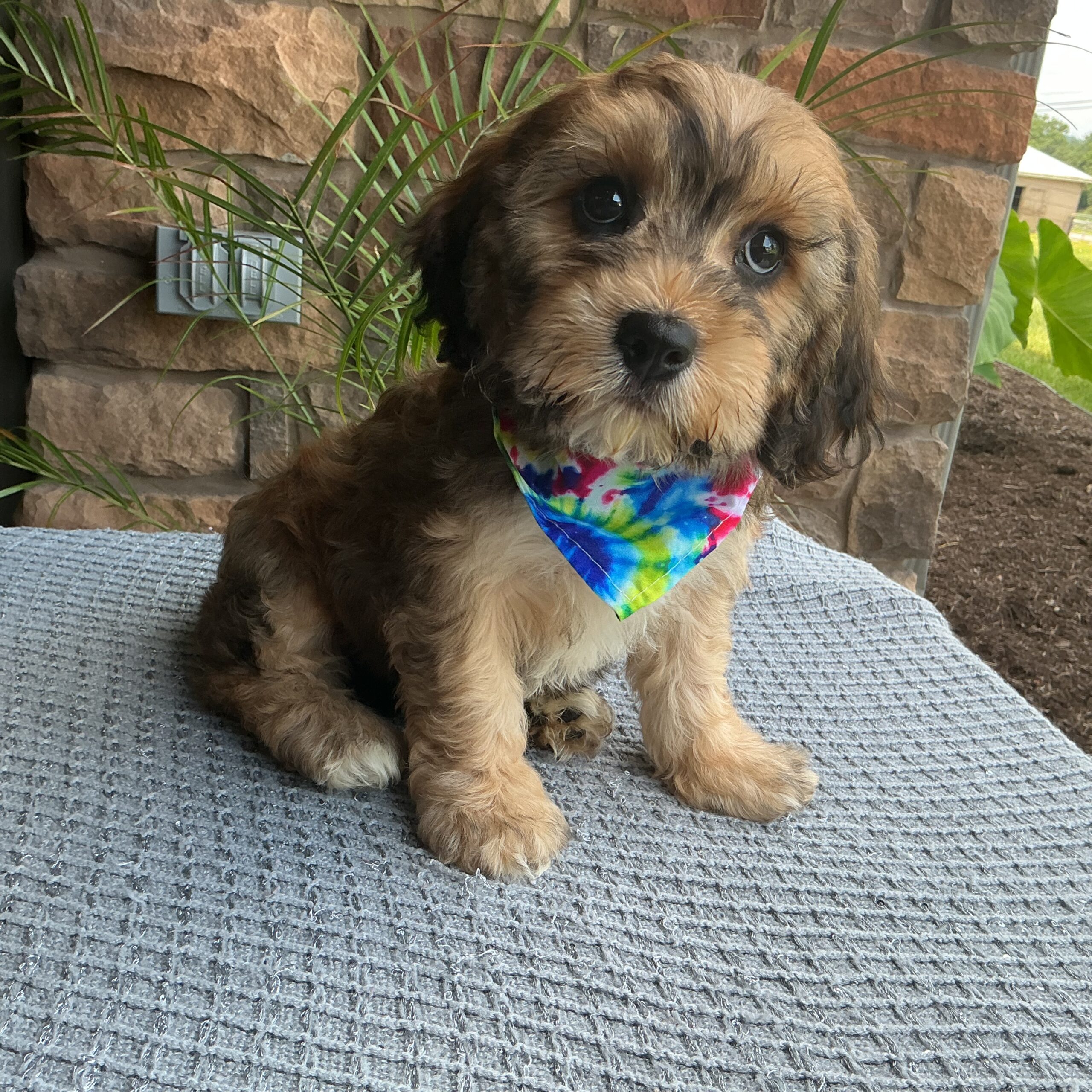 Ms. Gypsy the Cavachon - Image 2