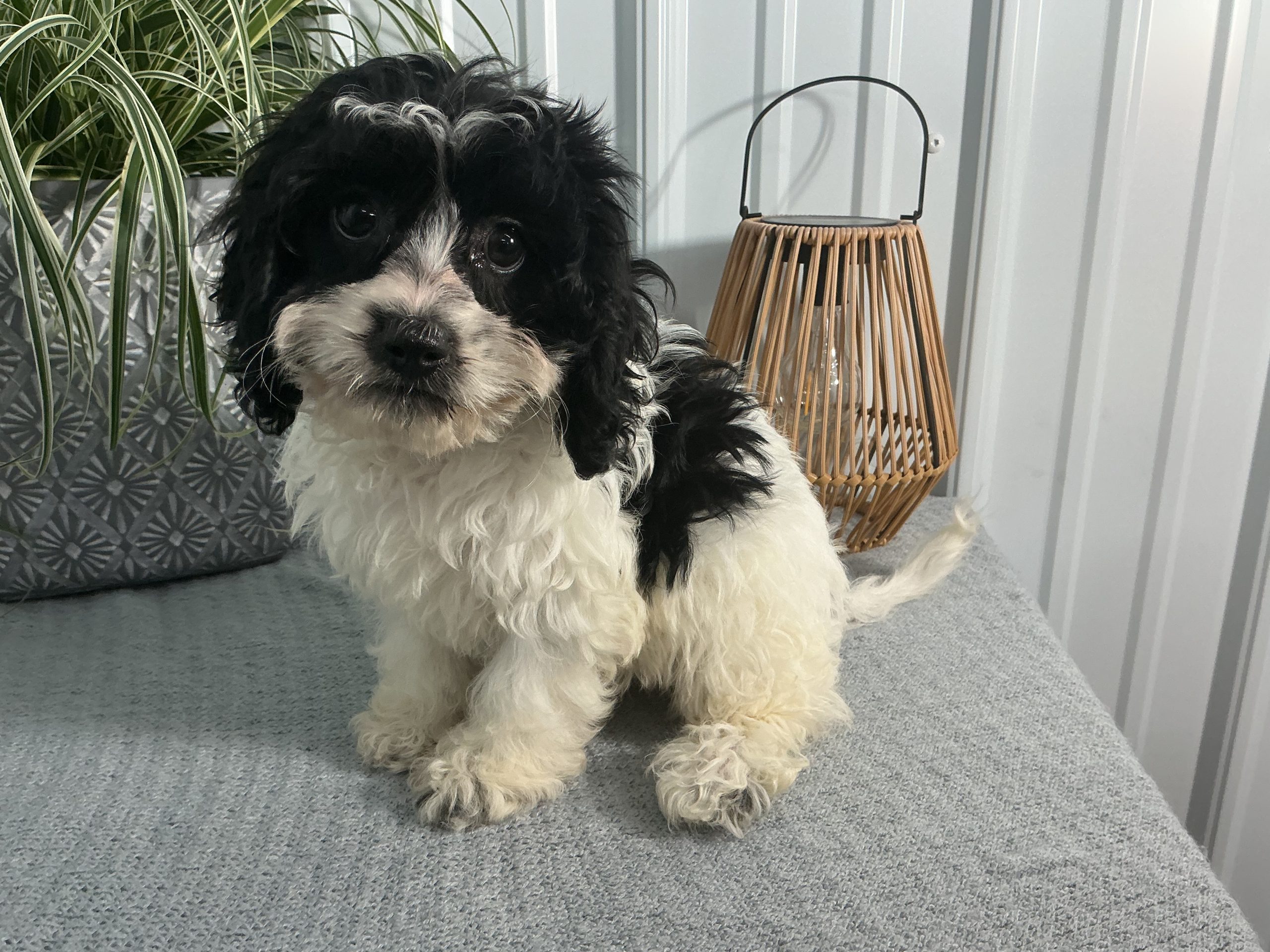 Ms. Emma the Cavachon