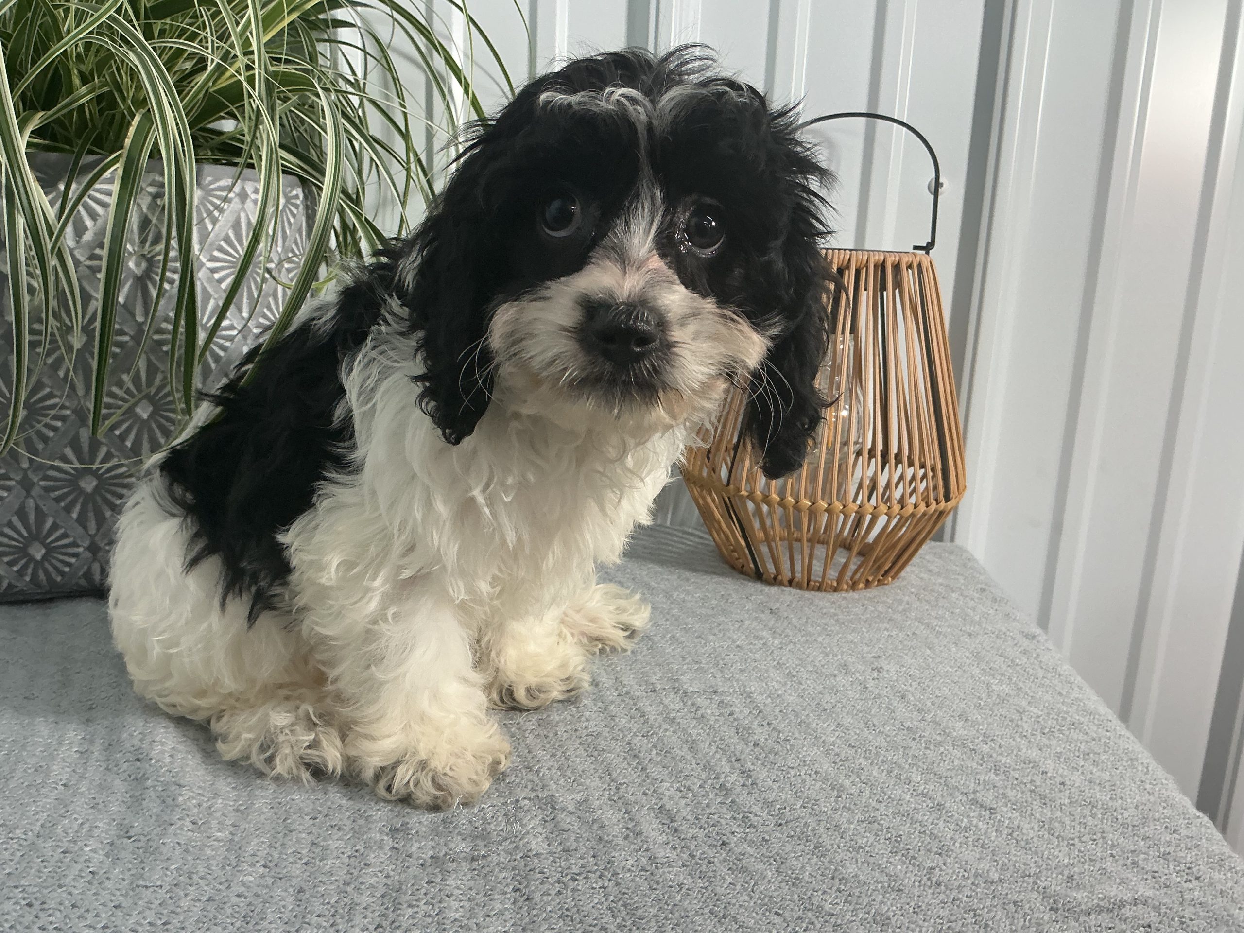 Ms. Emma the Cavachon - Image 2