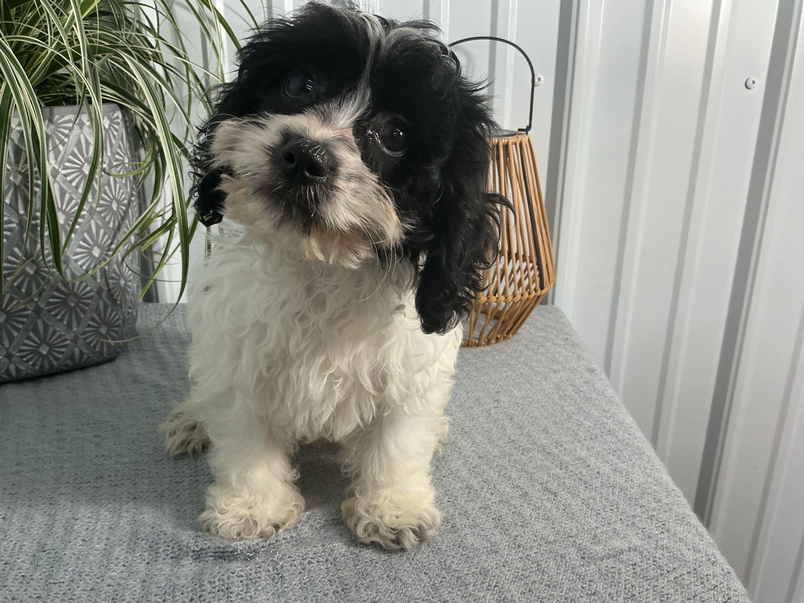 Ms. Emma the Cavachon - Image 3