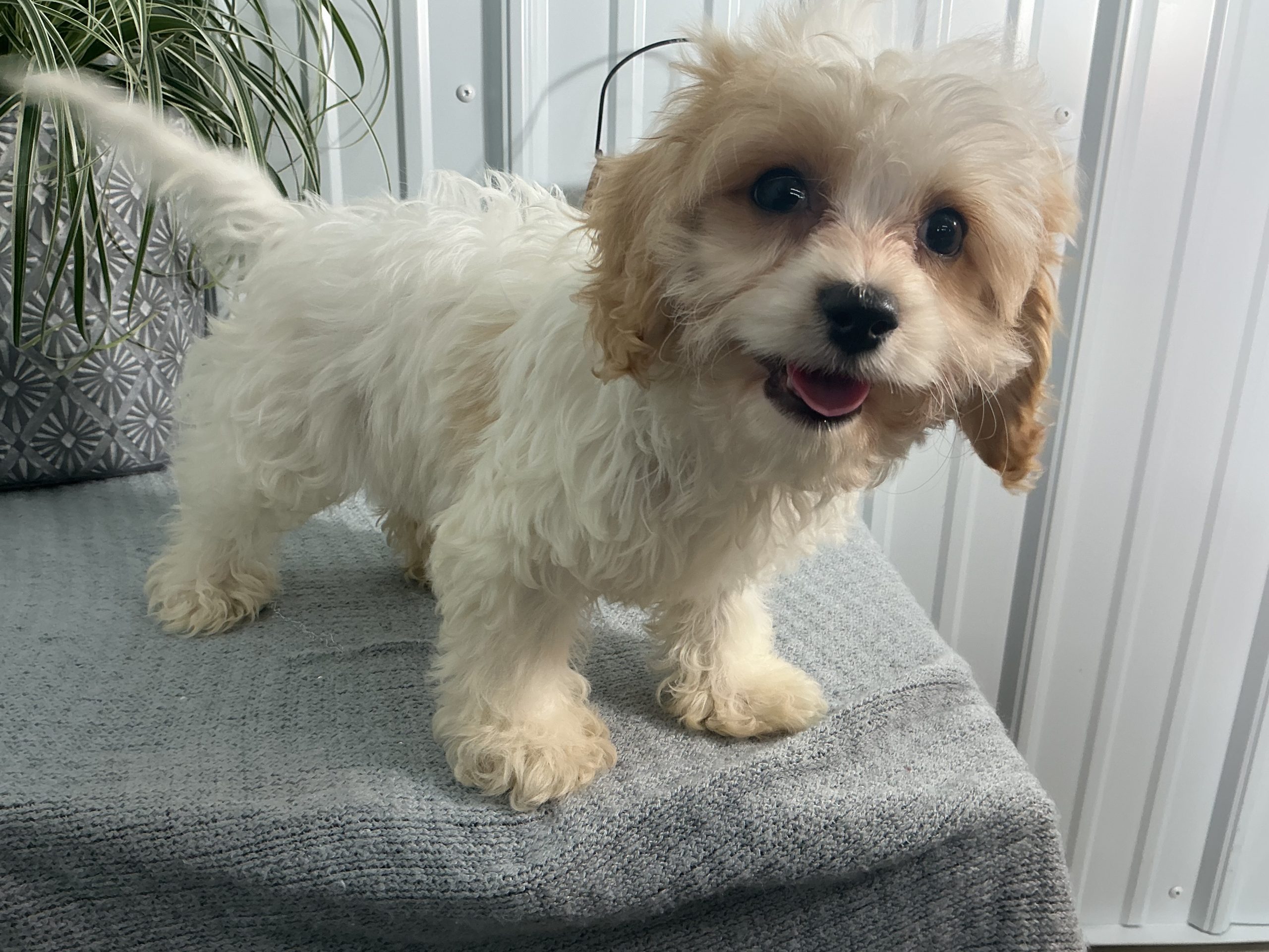 Ms. Myla the Cavachon - Image 3