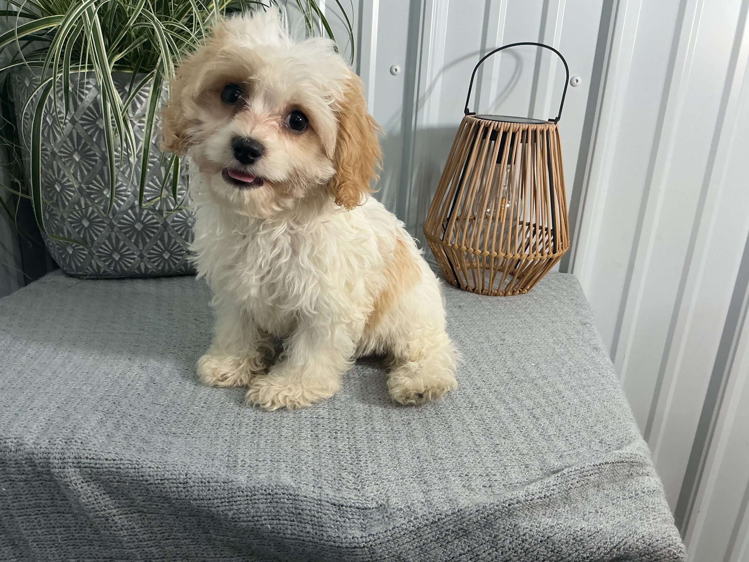 Ms. Myla the Cavachon - Image 4