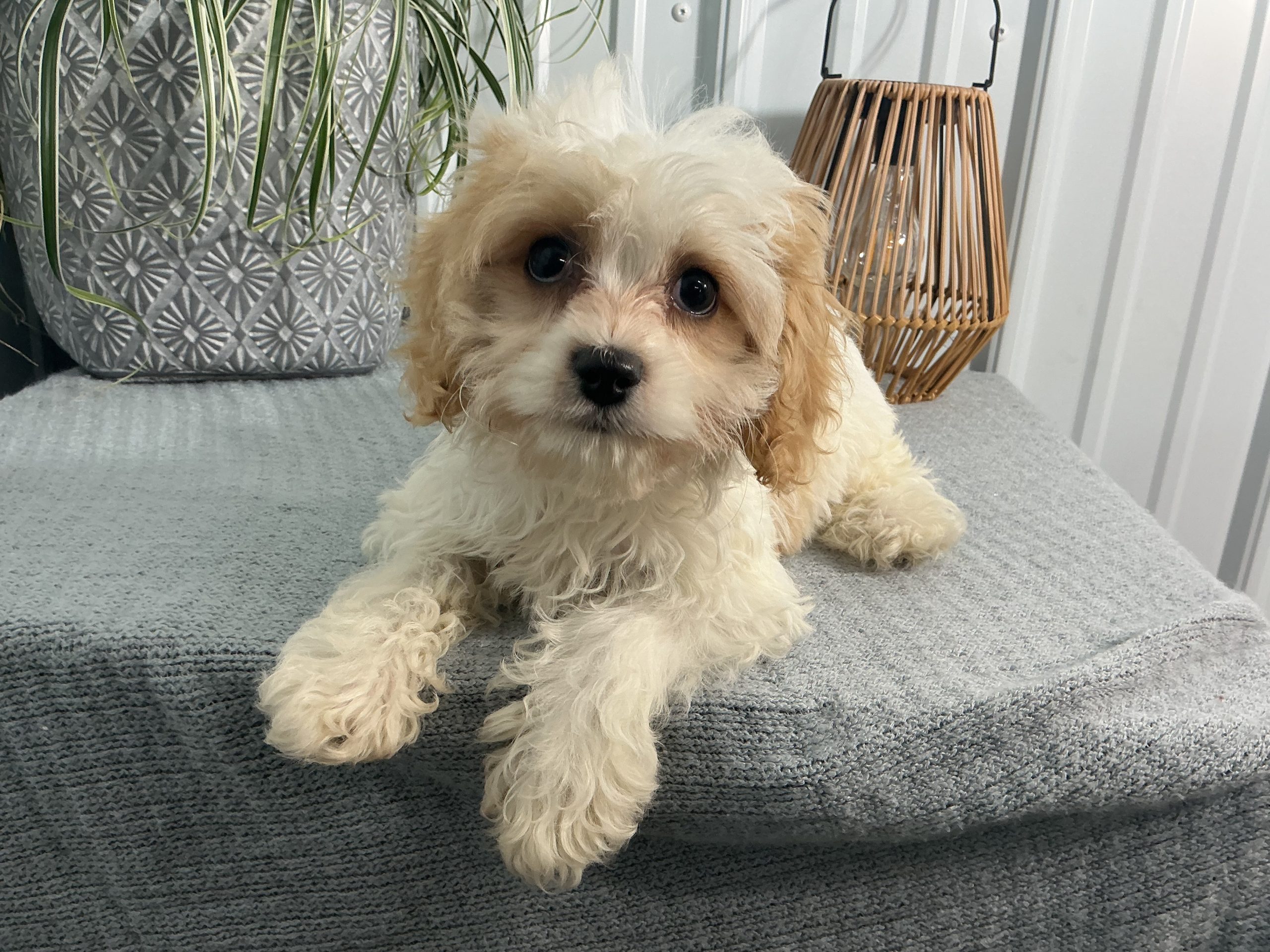 Ms. Myla the Cavachon - Image 2