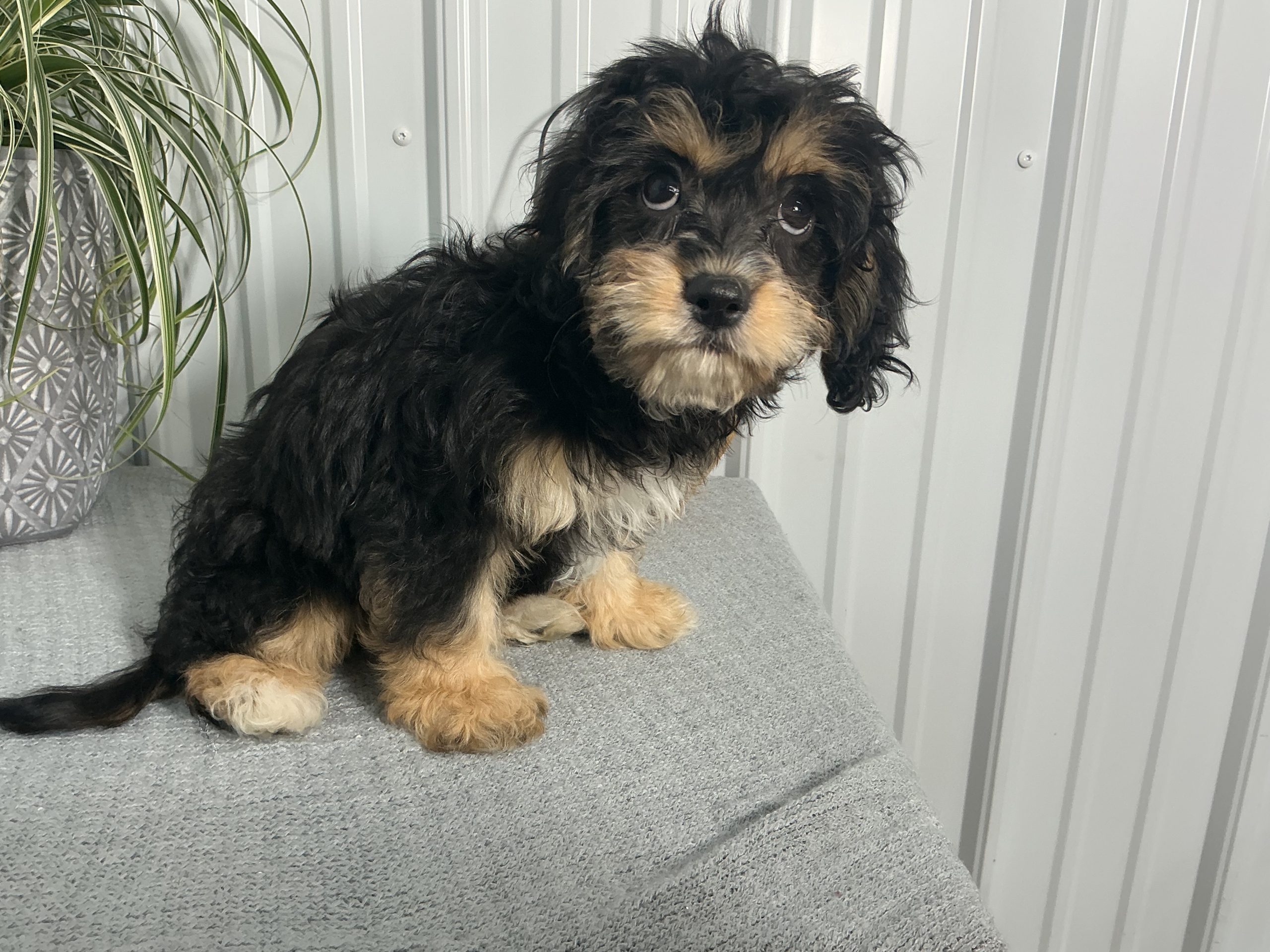Ms. Gigi the Cavachon - Image 2