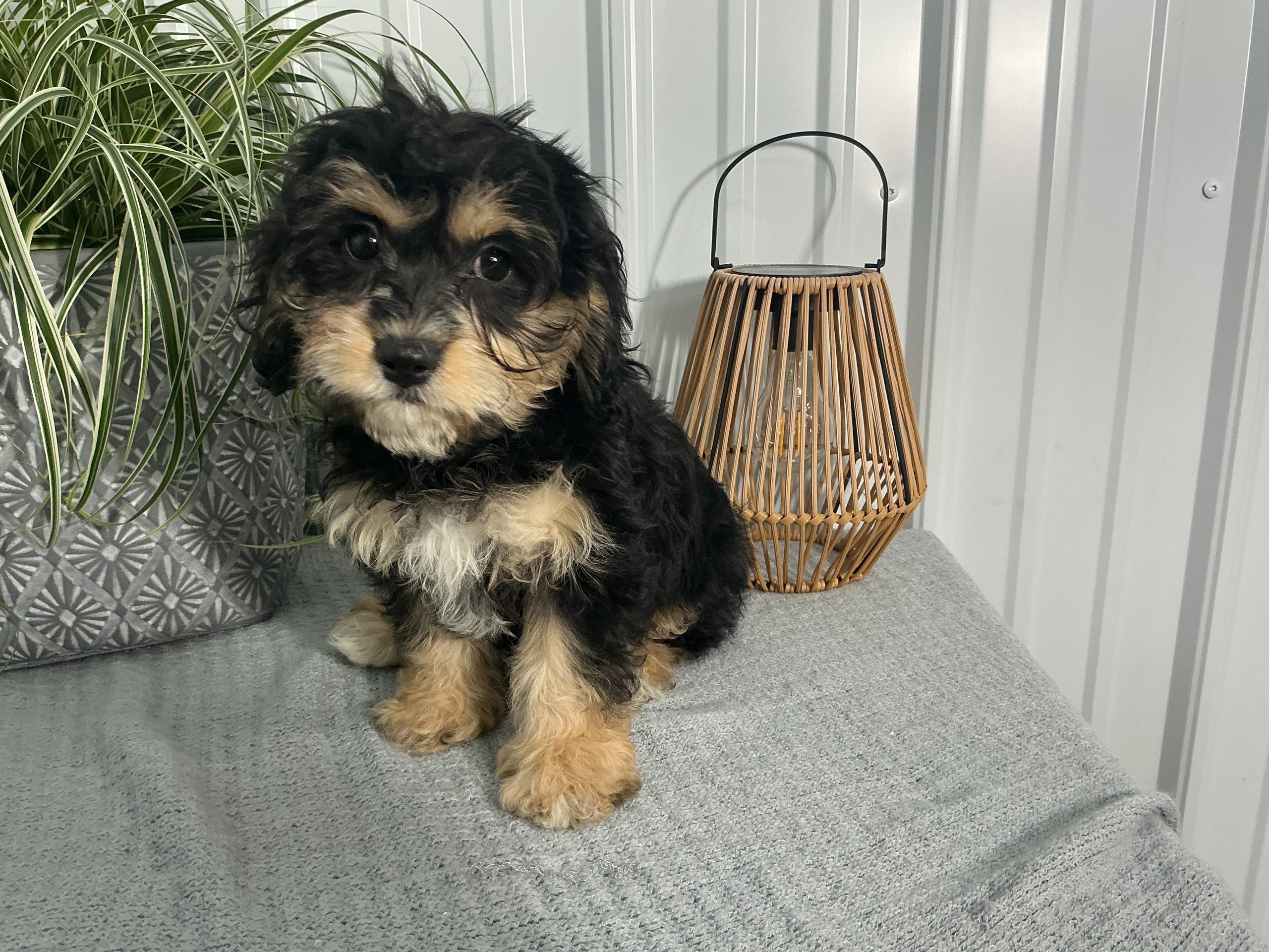 Ms. Gigi the Cavachon - Image 3
