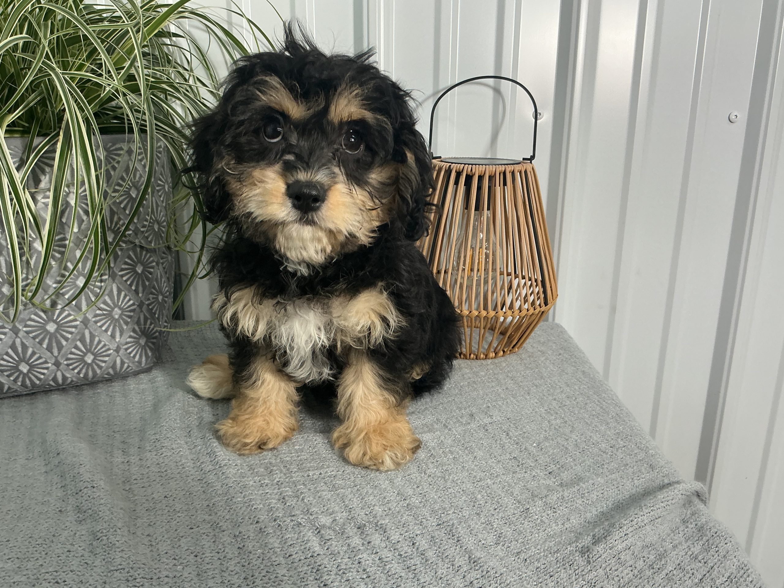 Ms. Gigi the Cavachon