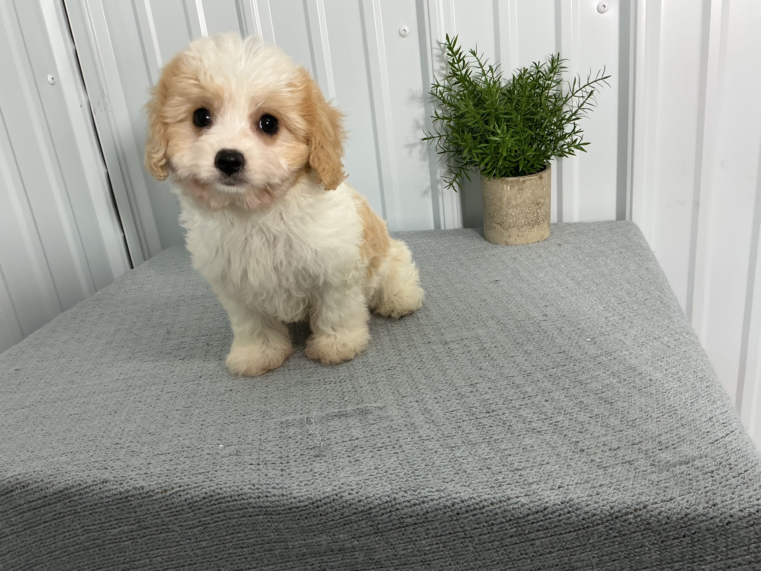 Mr. Chester the Cavachon