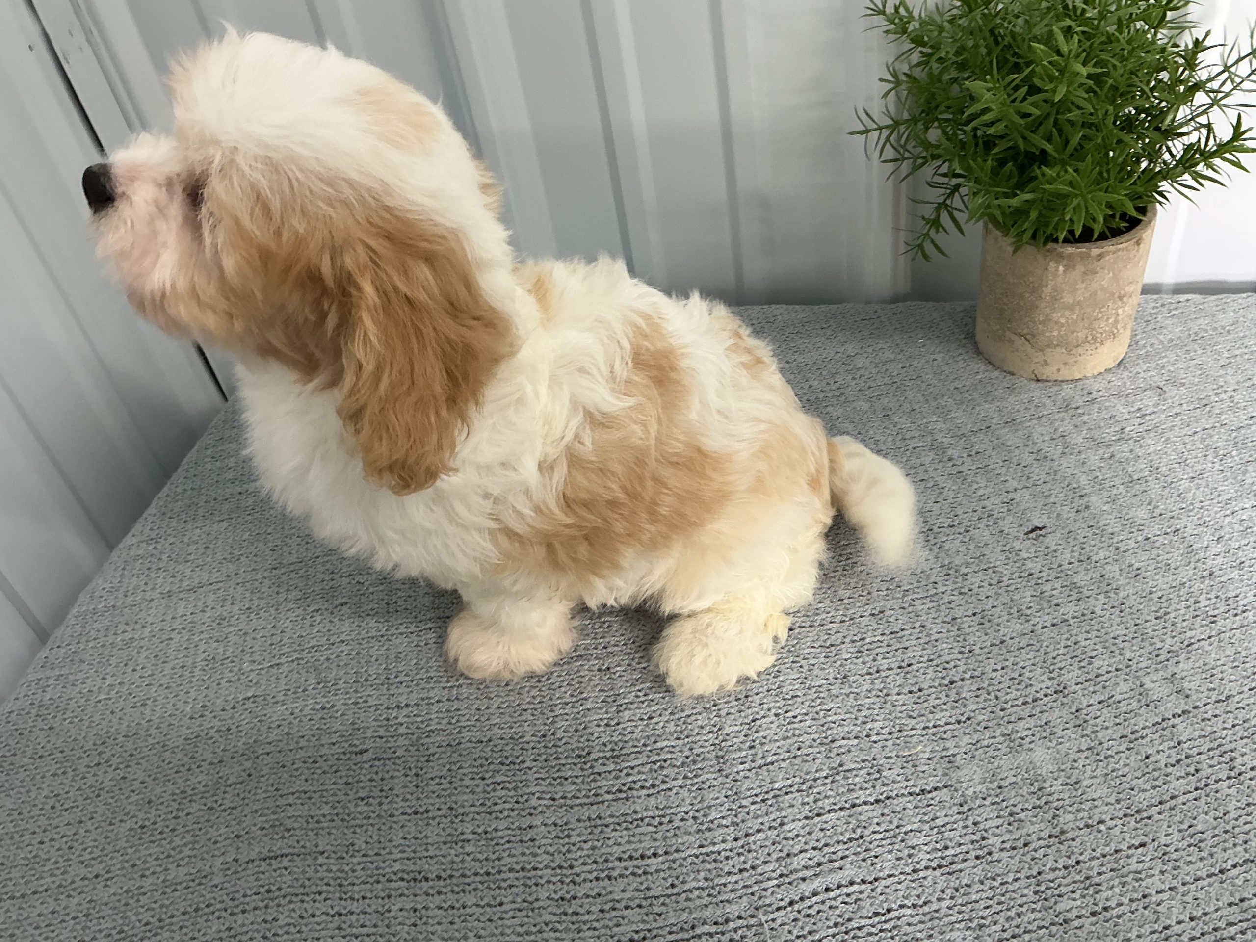 Mr. Chester the Cavachon - Image 5