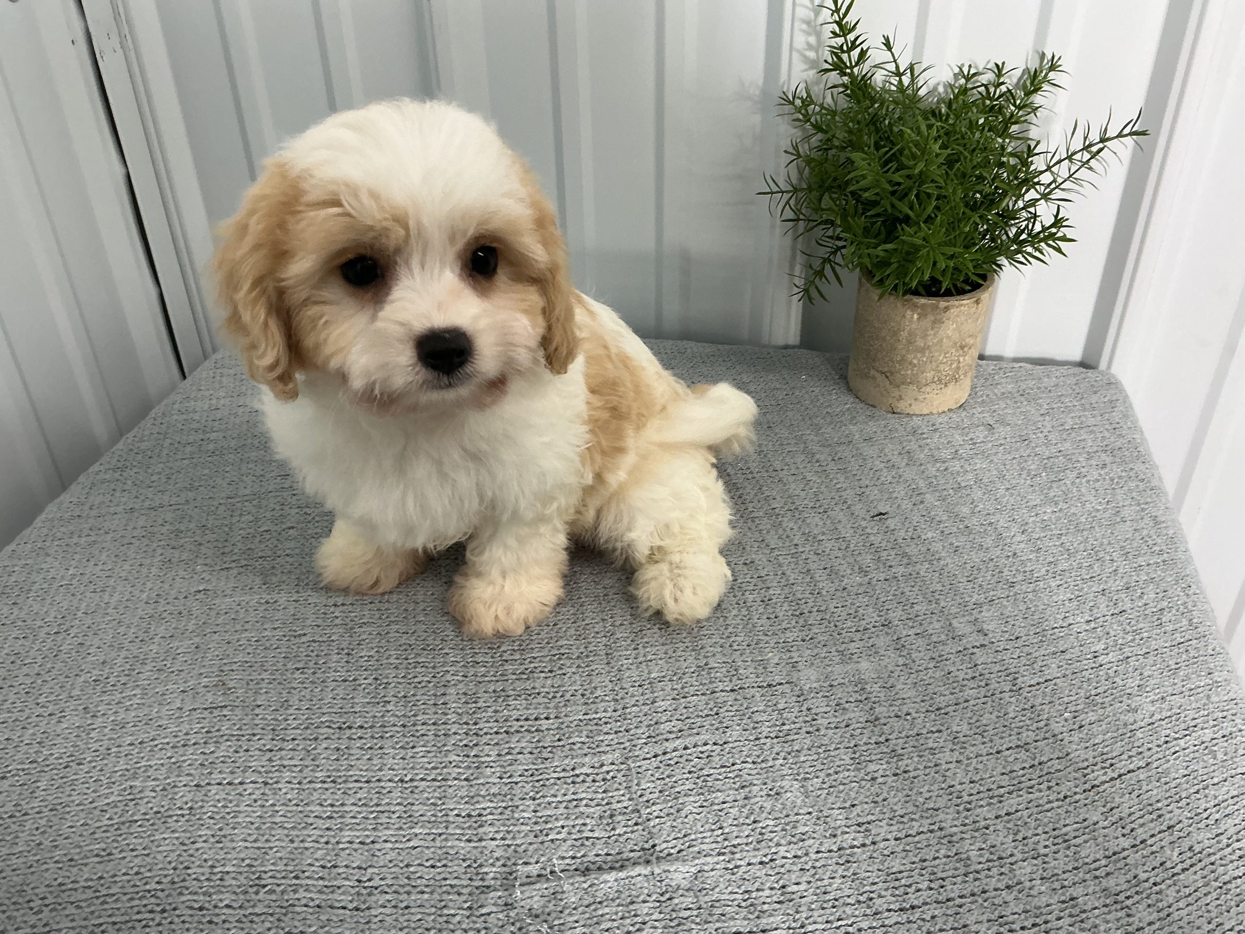 Mr. Chester the Cavachon - Image 2