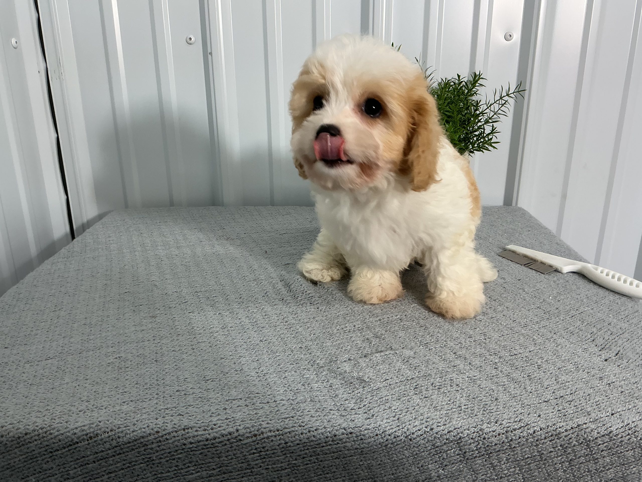 Mr. Chester the Cavachon - Image 3